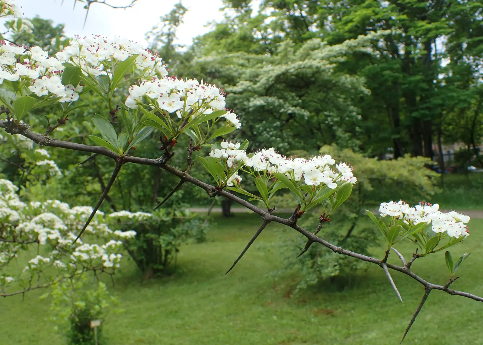 Cockspur Hawthorn (Crataegus Crus-Galli) — sharp thorns up to 3 inches long