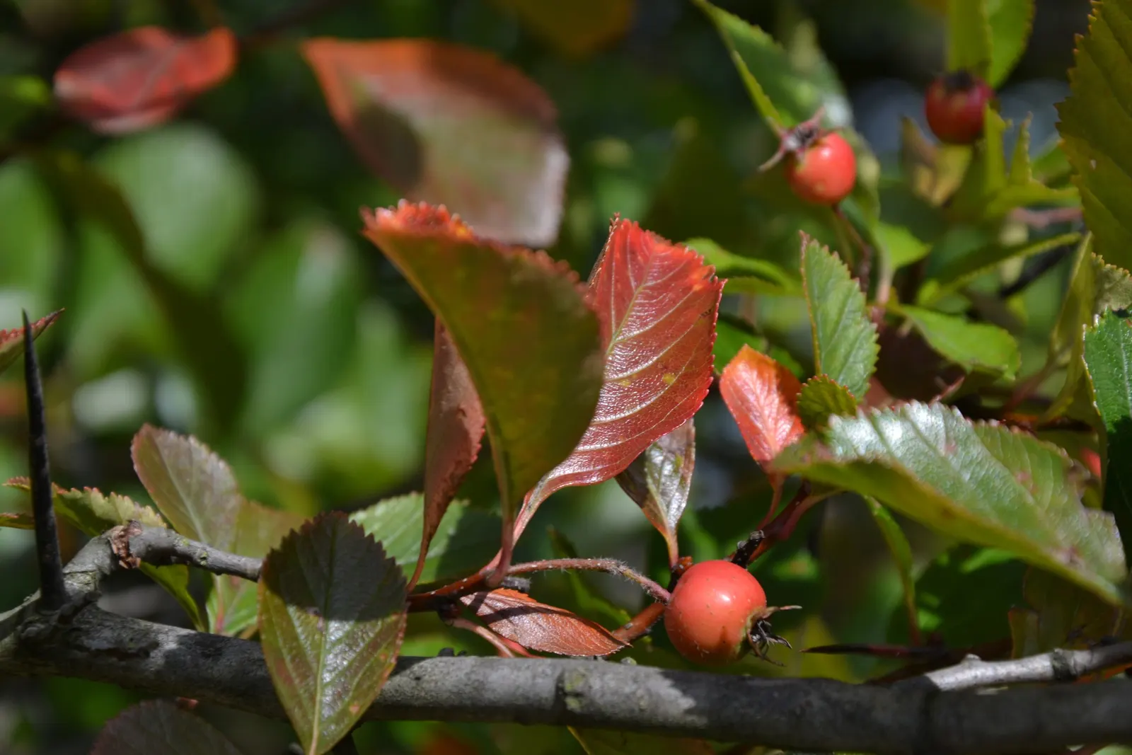 Cockspur Hawthorn (Crataegus Crus-Galli) — making it an excellent choice for defensive planting or barriers; tree for full or half