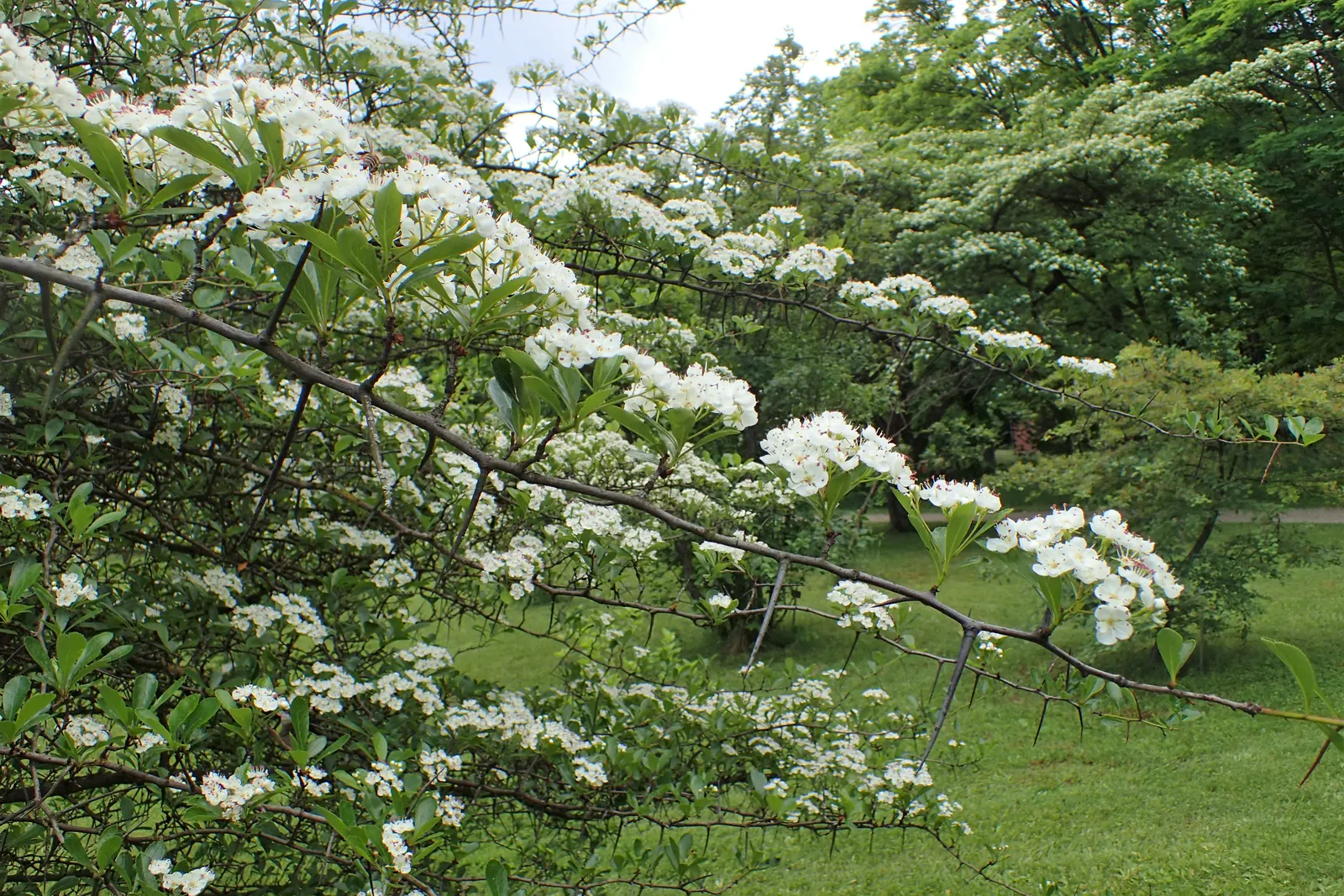 Cockspur Hawthorn (Crataegus Crus-Galli) — sharp thorns up to 3 inches long; which can be as long as 3 inches