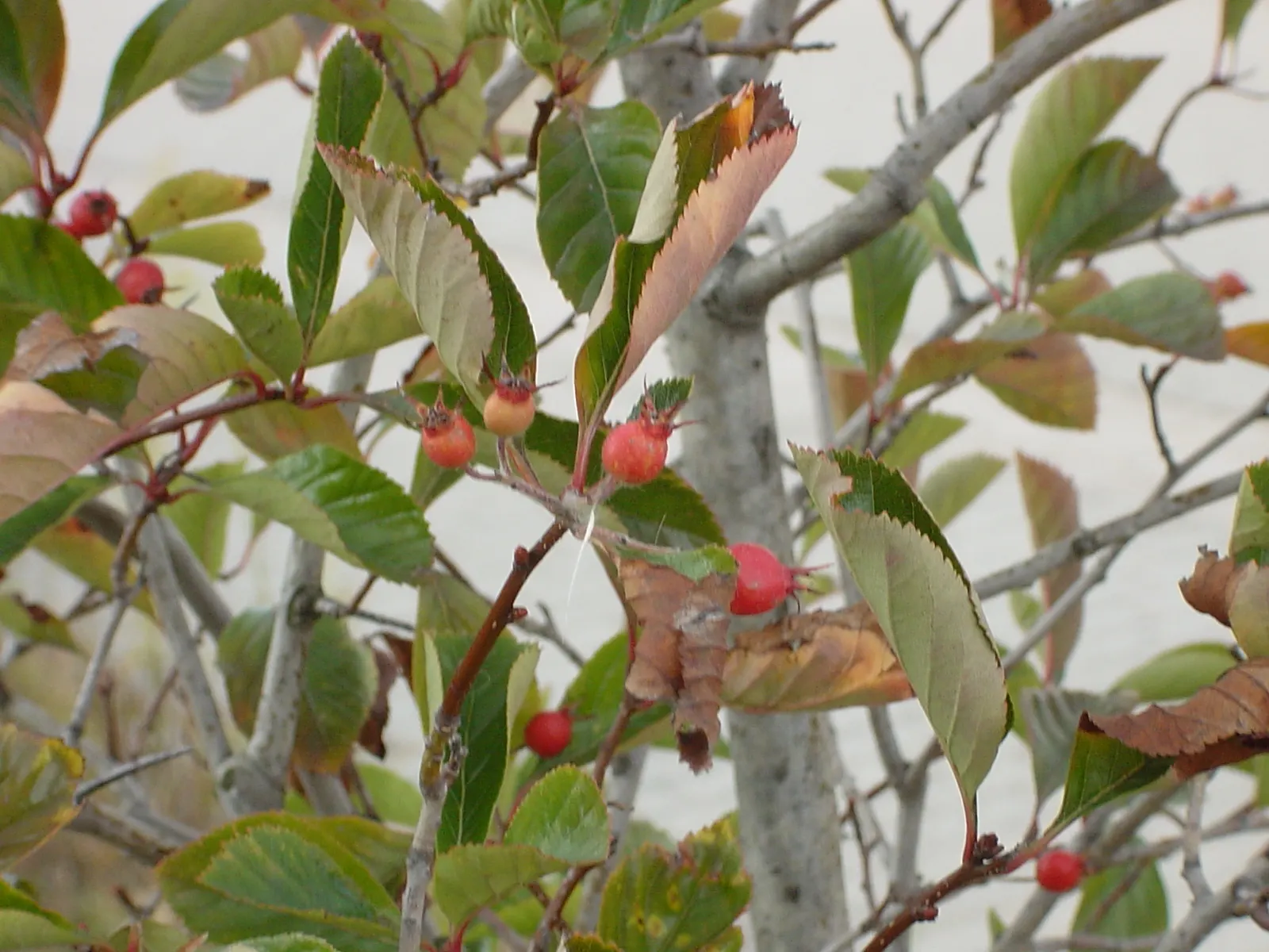 Cockspur Hawthorn (Crataegus Crus-Galli) — although it prefers well-drained loams.<br><br>Distinguished by its horizontal branches