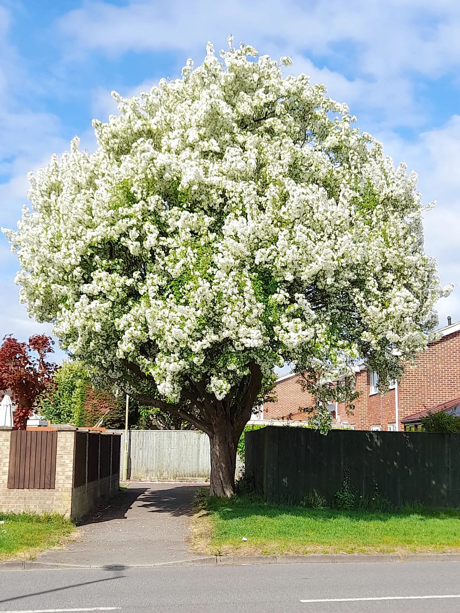 Cockspur Hawthorn (Crataegus Crus-Galli) — The Cockspur Hawthorn (Crataegus crus-galli) is a resilient specimen offering year-round interest; in late spring