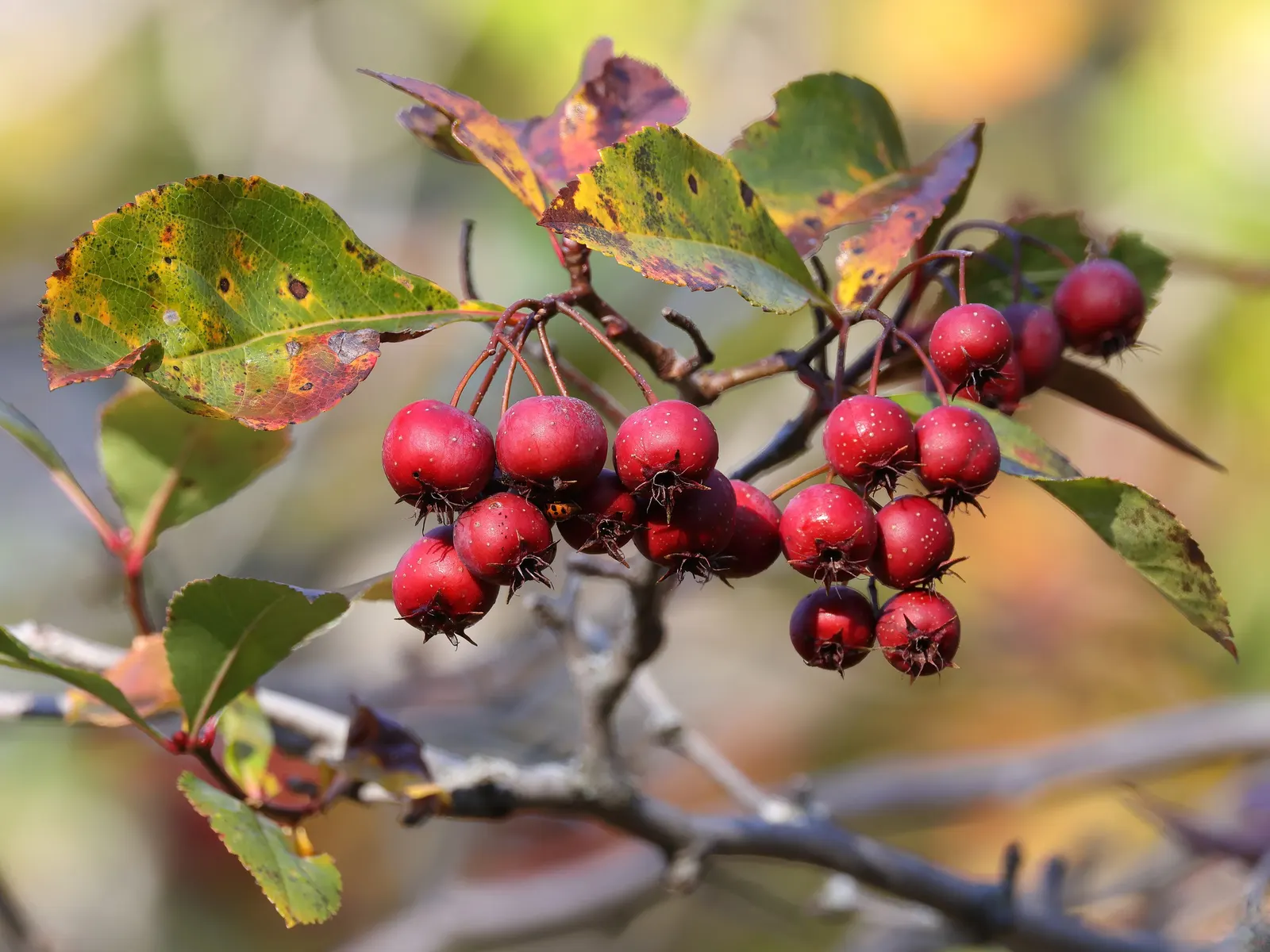 Cockspur Hawthorn (Crataegus Crus-Galli) — or can be incorporated into a mixed shrub border or wildlife garden; particularly in smaller yards
