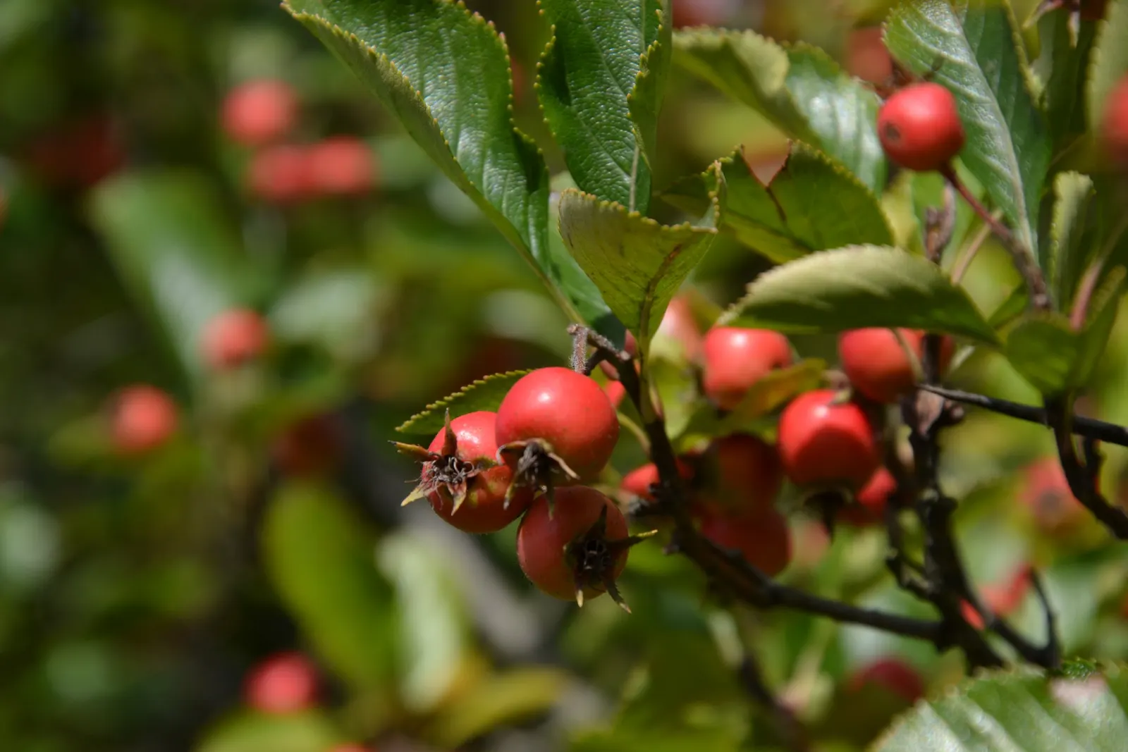 Cockspur Hawthorn (Crataegus Crus-Galli) — In late spring, it boasts white flower clusters, followed by red berries persisting into winter; tree, image 56