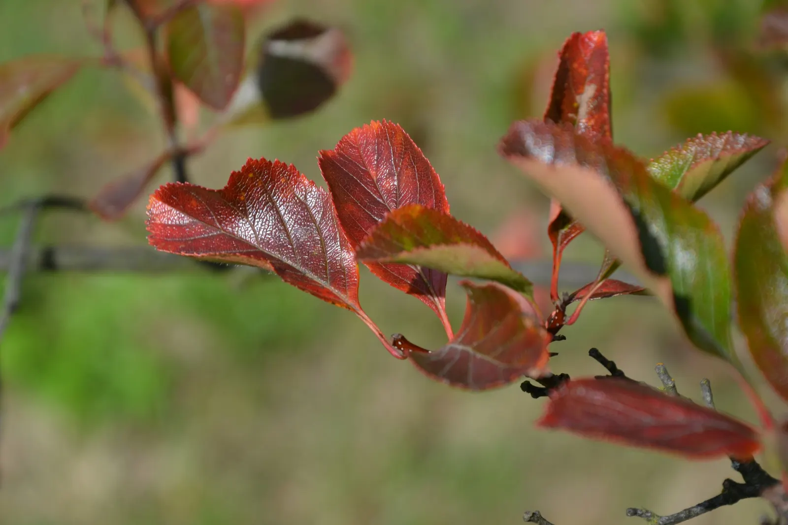 Cockspur Hawthorn (Crataegus Crus-Galli) — This deciduous tree typically matures to a height of 20 to 30 feet with a similar spread