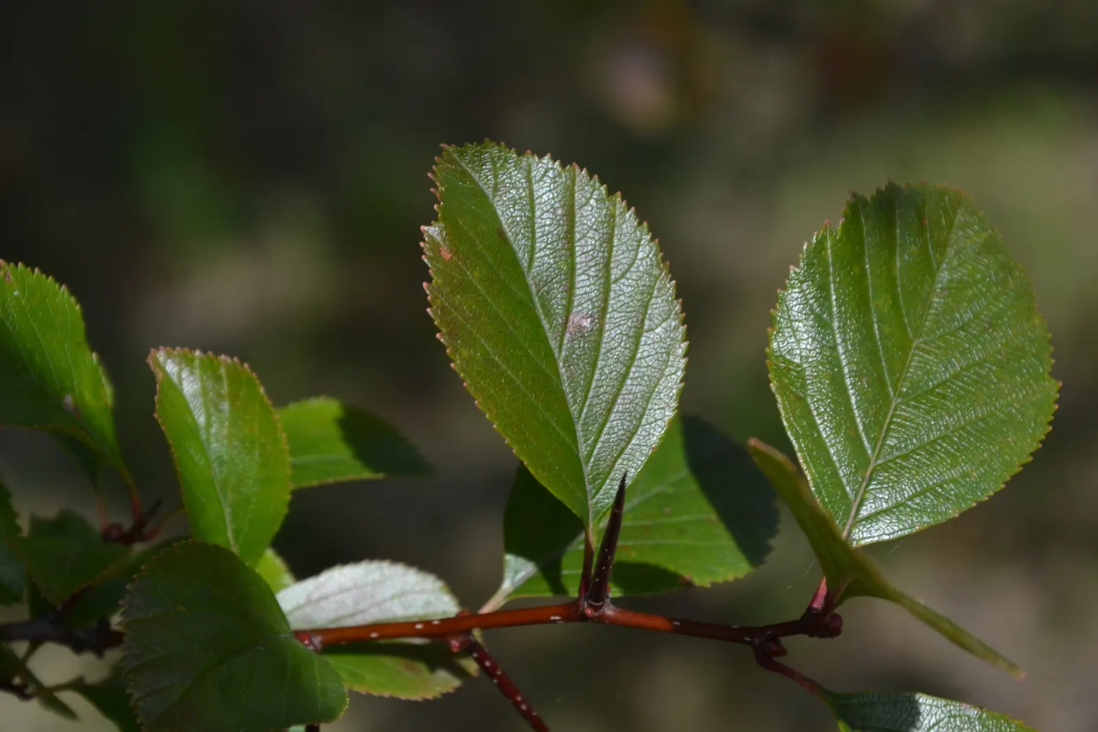 Cockspur Hawthorn (Crataegus Crus-Galli) — making it an excellent choice for defensive planting or barriers