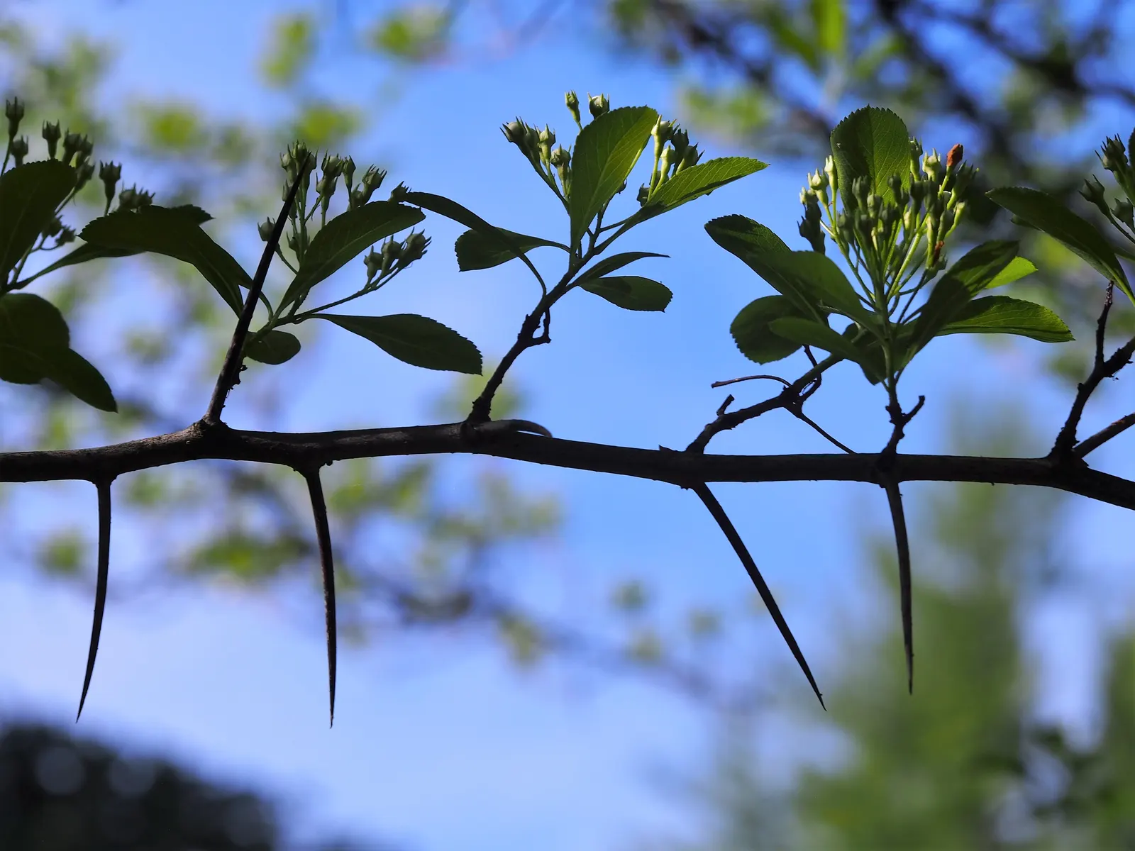 Cockspur Hawthorn (Crataegus Crus-Galli) — the Cockspur Hawthorn's most striking feature is its glossy deep green leaves; although it prefers well-drained