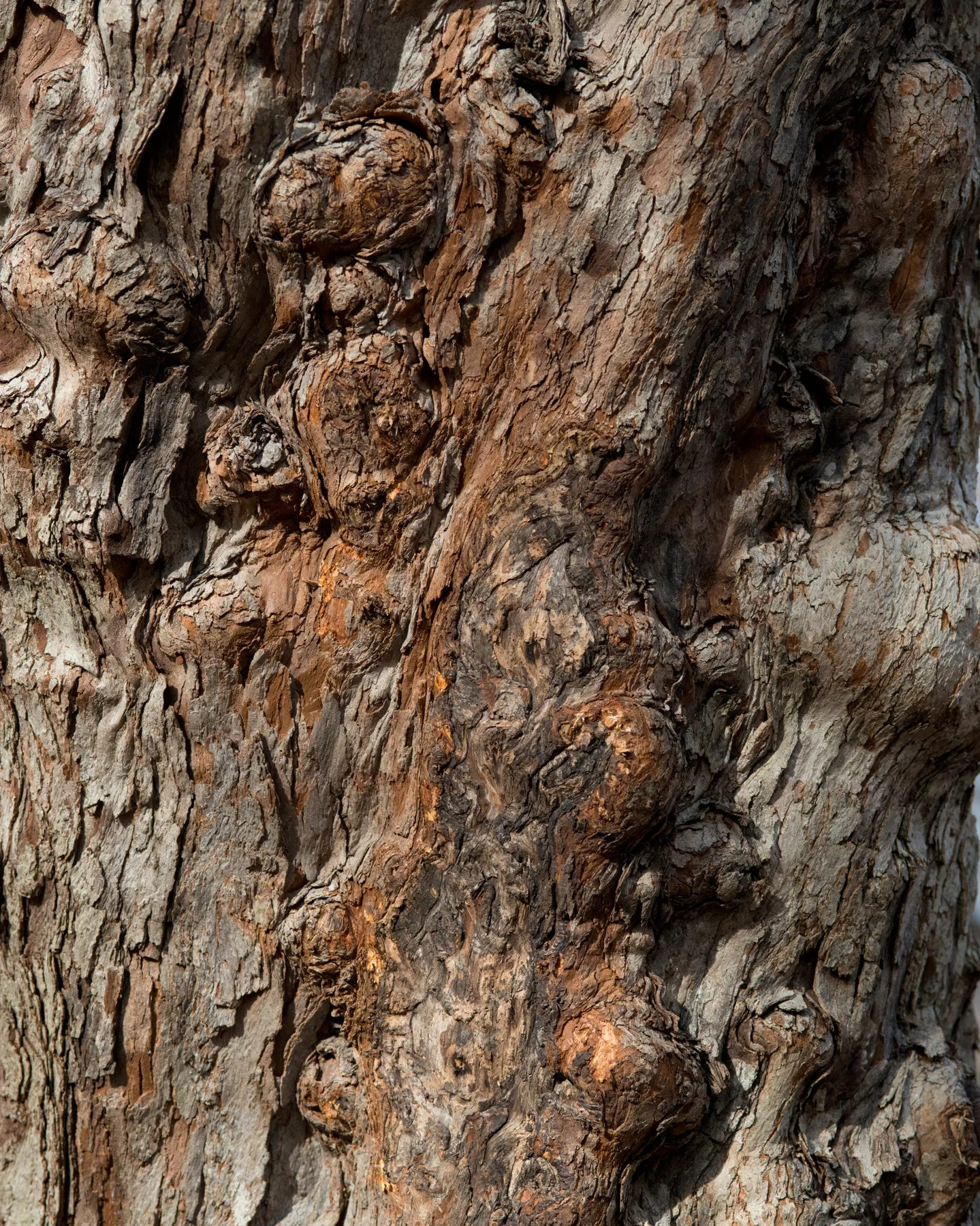 Cockspur Hawthorn (Crataegus Crus-Galli) — It features a 15-30 ft height with an equal spread; that turn a vibrant red-orange in the fall