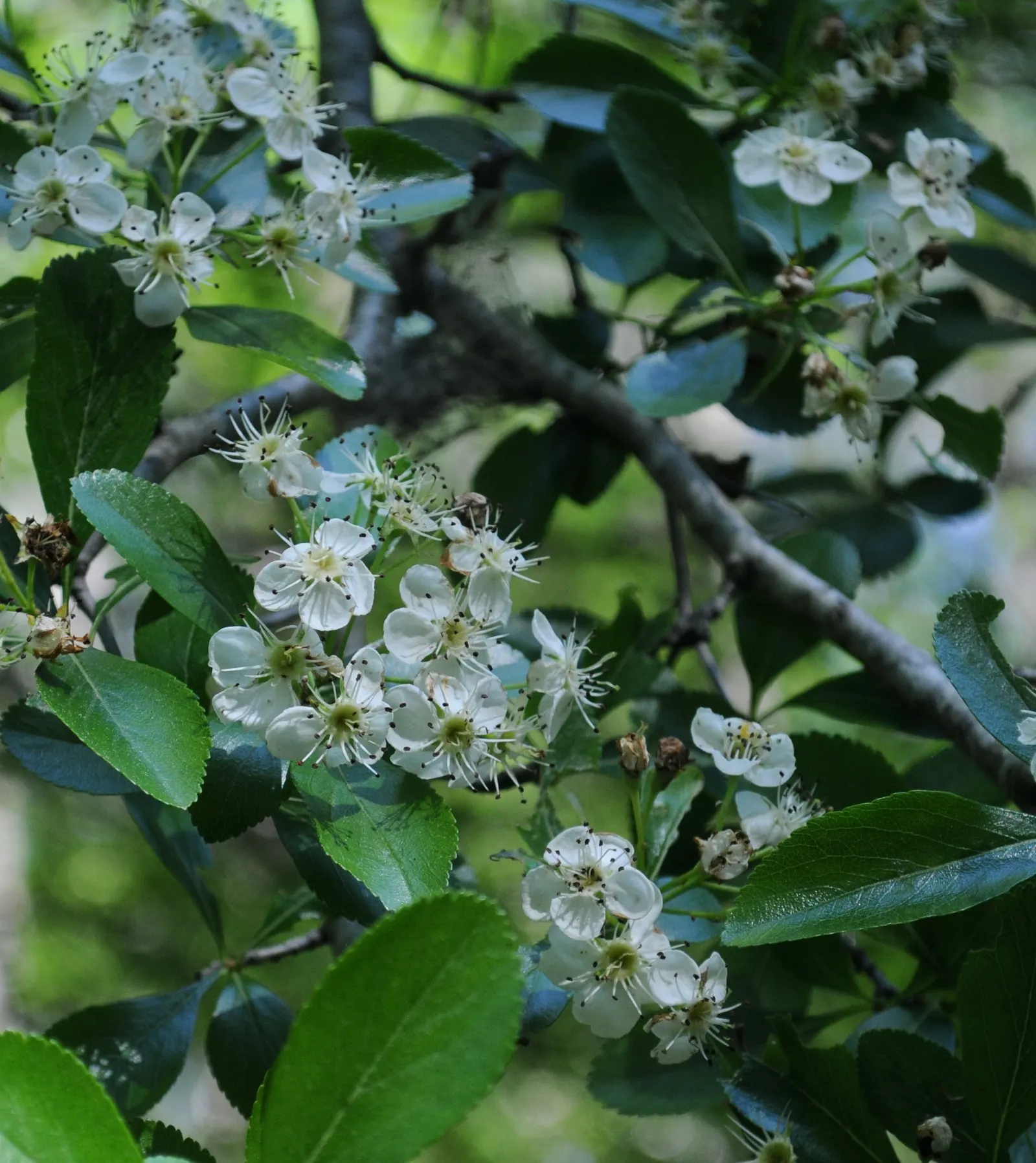 Cockspur Hawthorn (Crataegus Crus-Galli) — particularly in smaller yards
