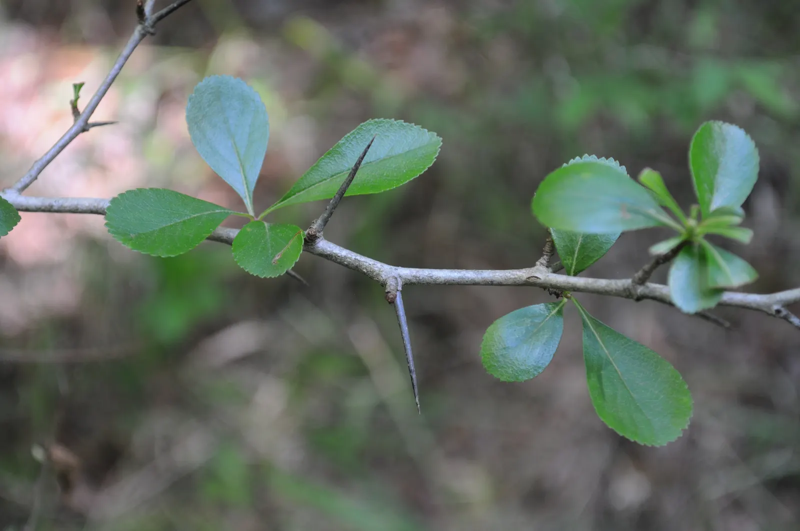Cockspur Hawthorn (Crataegus Crus-Galli) — It features a 15-30 ft height with an equal spread