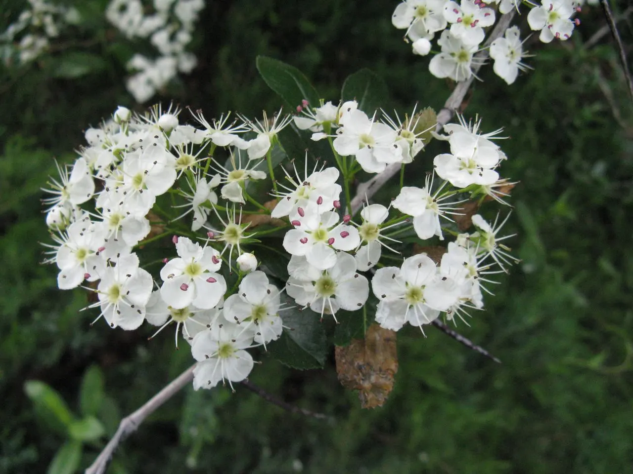 Cockspur Hawthorn (Crataegus Crus-Galli) — This deciduous tree typically matures to a height of 20 to 30 feet with a similar spread; suited for USDA hardiness
