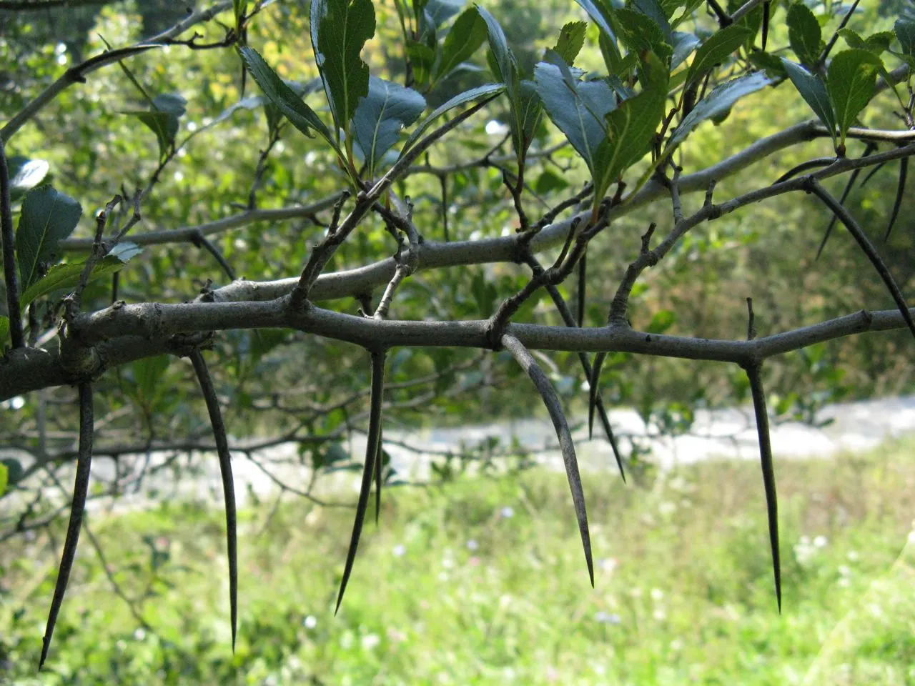 Cockspur Hawthorn (Crataegus Crus-Galli) — tree for full or half