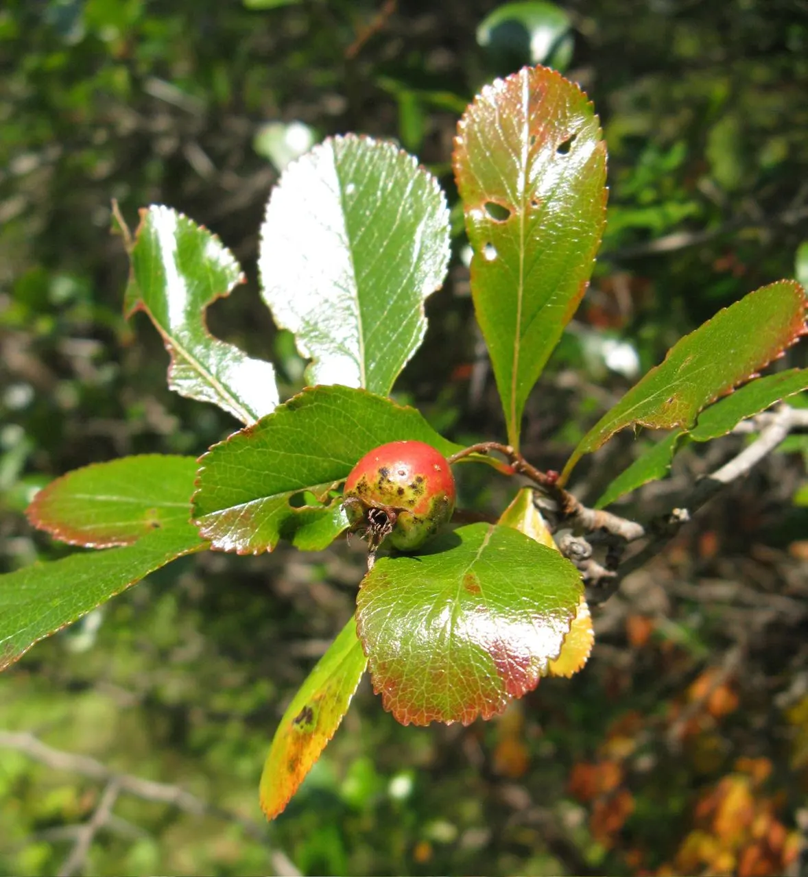Cockspur Hawthorn (Crataegus Crus-Galli) — In late spring, it boasts white flower clusters, followed by red berries persisting into winter