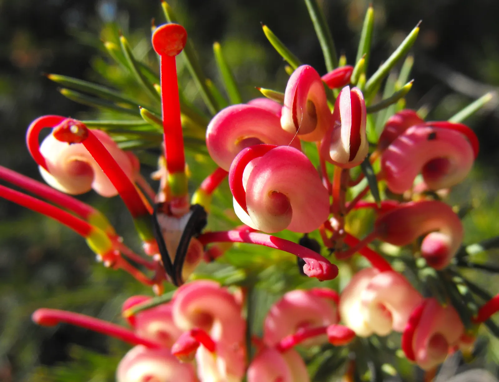Noell's Grevillea (Grevillea 'Noellii') — Grevillea 'Noellii', a drought-tolerant shrub, grows 3-5 ft tall and wide