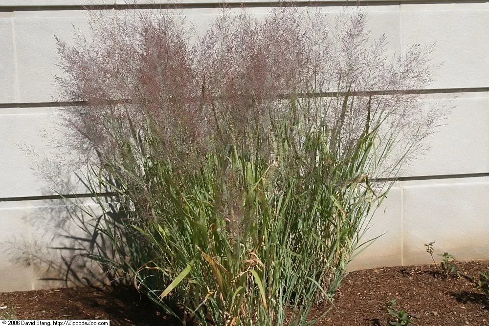 Dallas Blues Switch Grass (Panicum Virgatum 'Dallas Blues') — is a hardy perennial known for its steel-blue foliage and billowing form