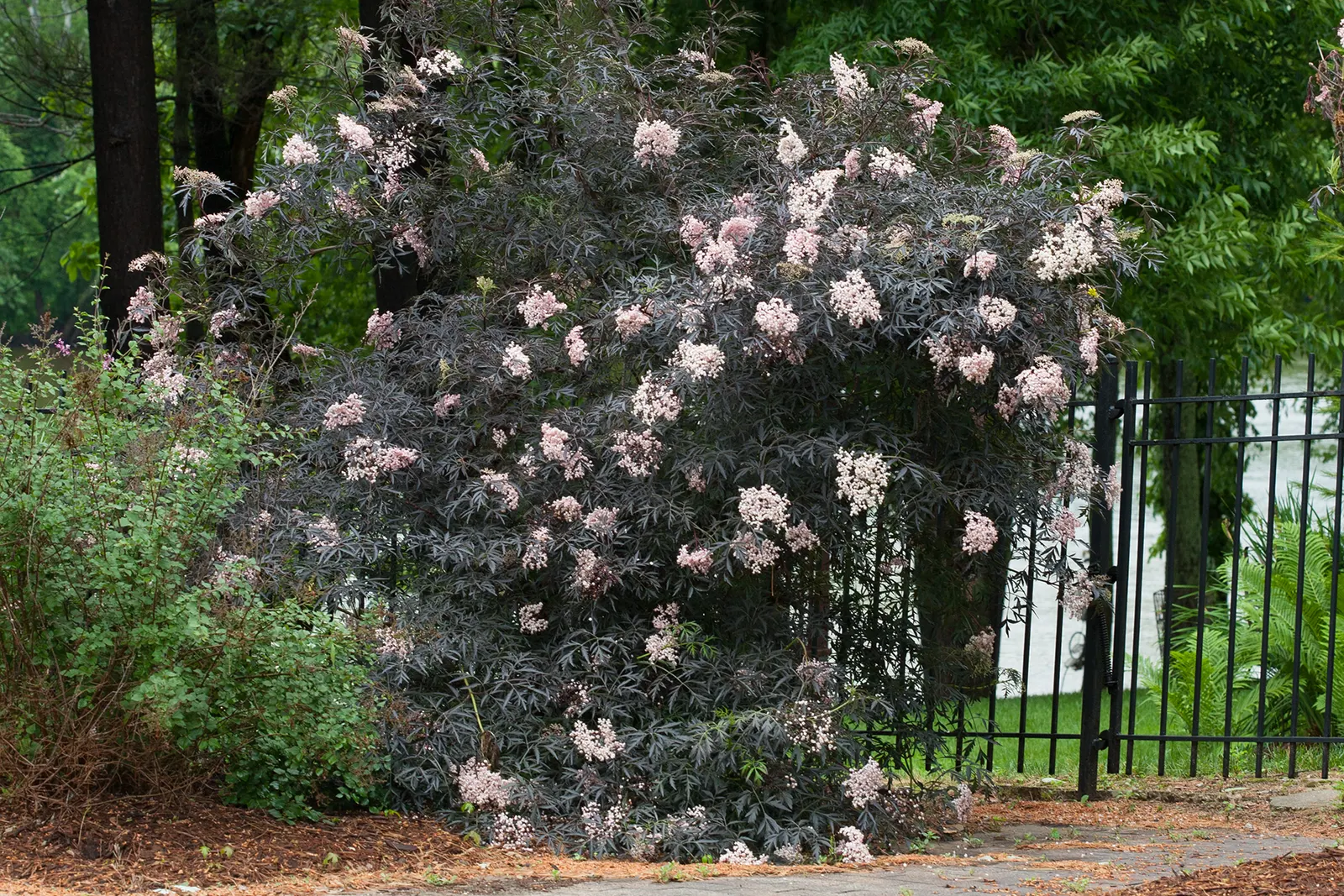 Black Lace® Elderberry (Sambucus nigra) — elderberry can be toxic to pets if consumed