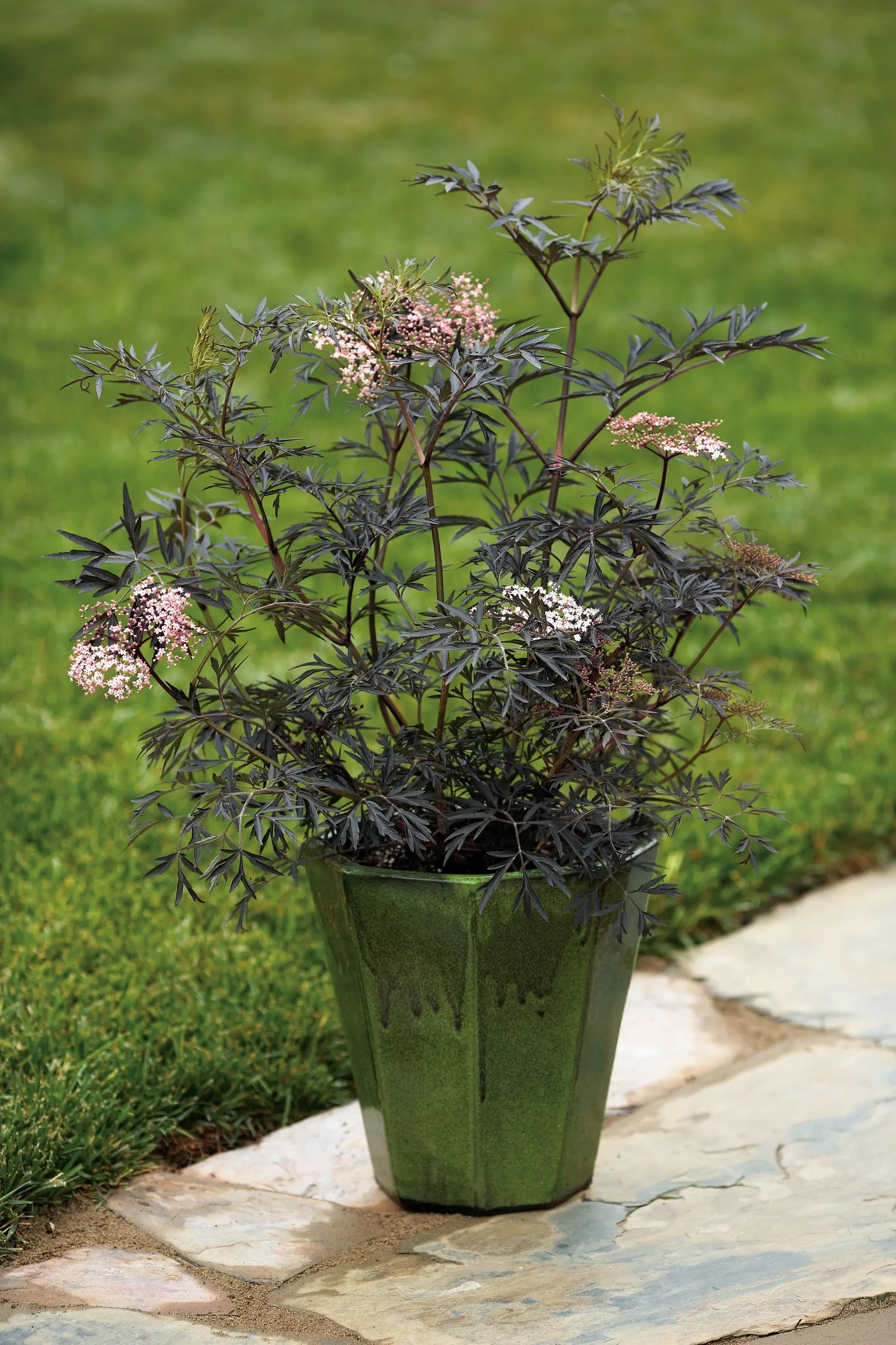 Black Lace® Elderberry (Sambucus nigra) — Awards: Silver Medal, Royal Boskoop Horticulture Society