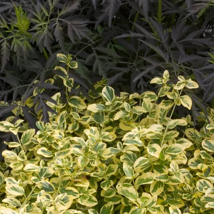 Gold Splash® Wintercreeper (Euonymus fortunei) — green flowers in the garden