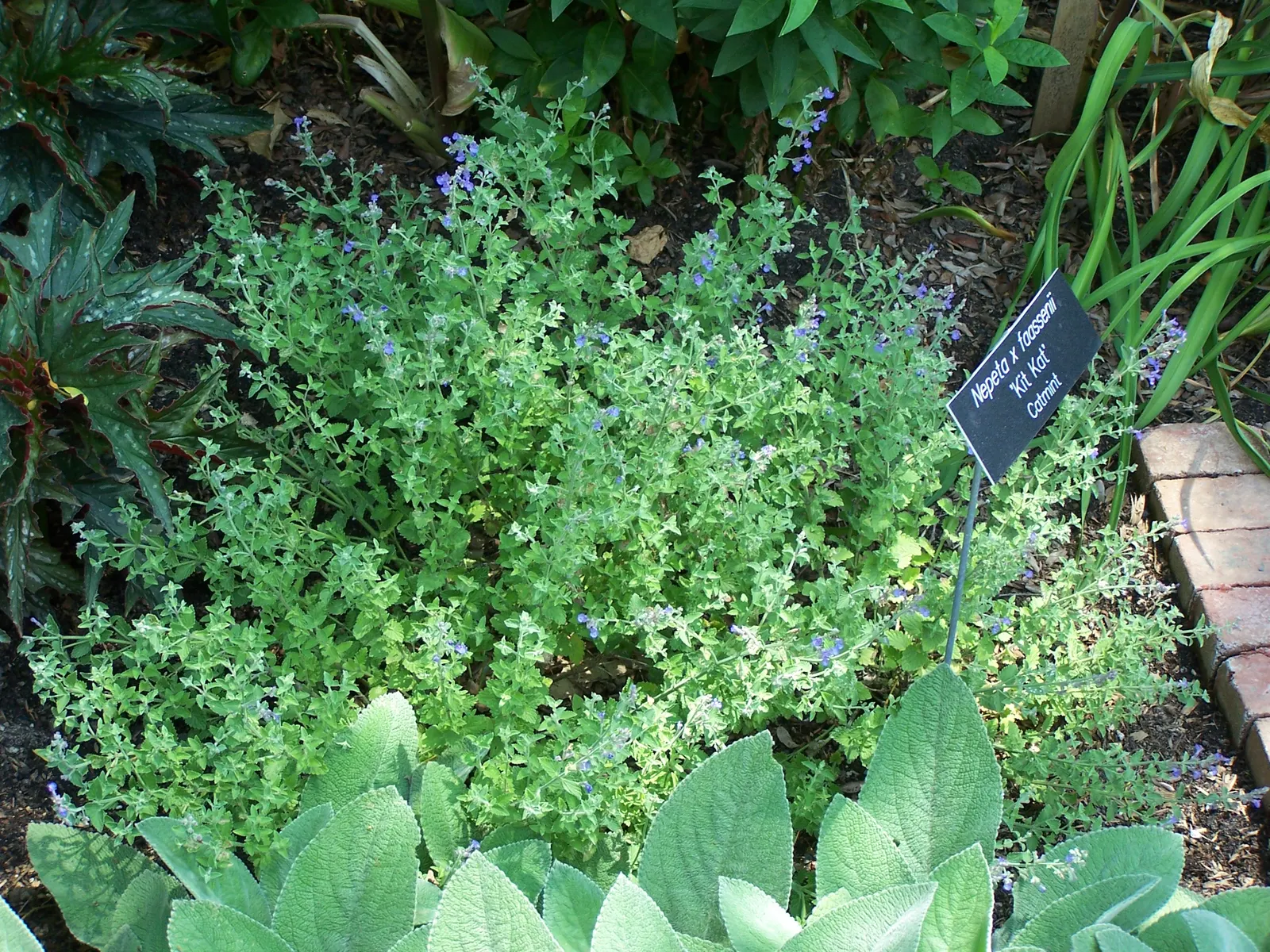 'Kit Kat' Catmint (Nepeta X Faassenii 'Kit Kat') — Nepeta x faassenii 'Kit Kat' is a compact perennial