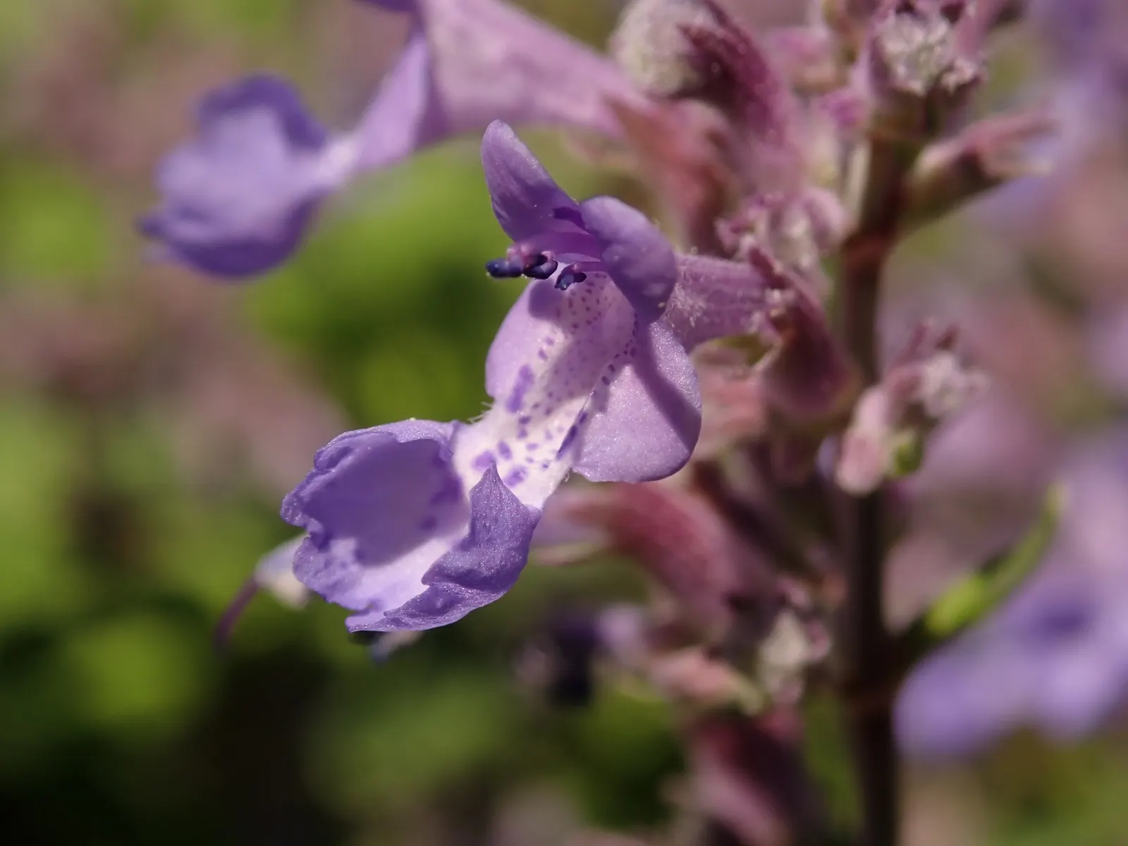 'Kit Kat' Catmint (Nepeta X Faassenii 'Kit Kat') — This drought-tolerant cultivar attracts pollinators while deterring deer