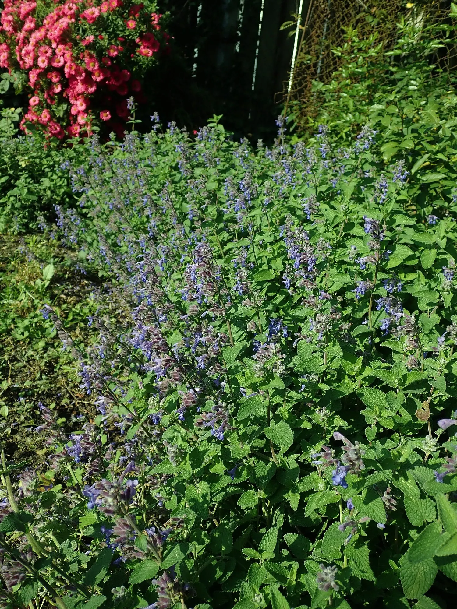 'Kit Kat' Catmint (Nepeta X Faassenii 'Kit Kat') — is a compact and aromatic perennial famed for its profuse blossoms and easy-care nature