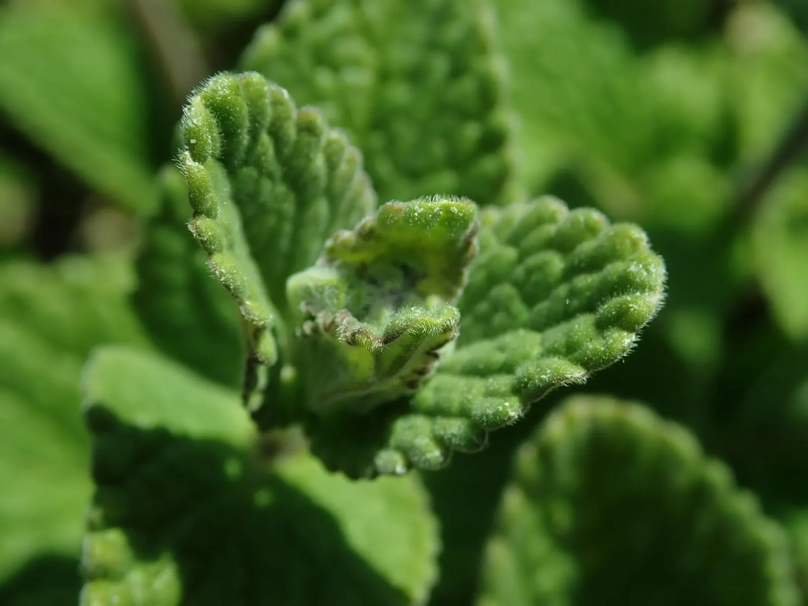 'Kit Kat' Catmint (Nepeta X Faassenii 'Kit Kat') — commonly referred to as Kit Kat Catmint