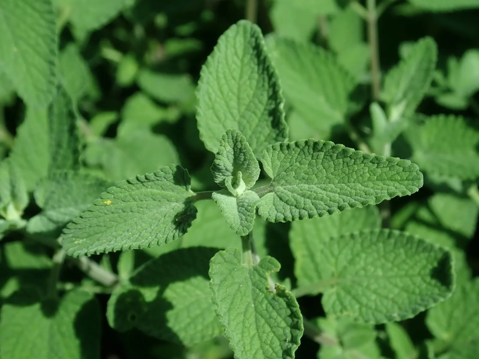 'Kit Kat' Catmint (Nepeta X Faassenii 'Kit Kat') — ideal for landscape designs that require low-growing
