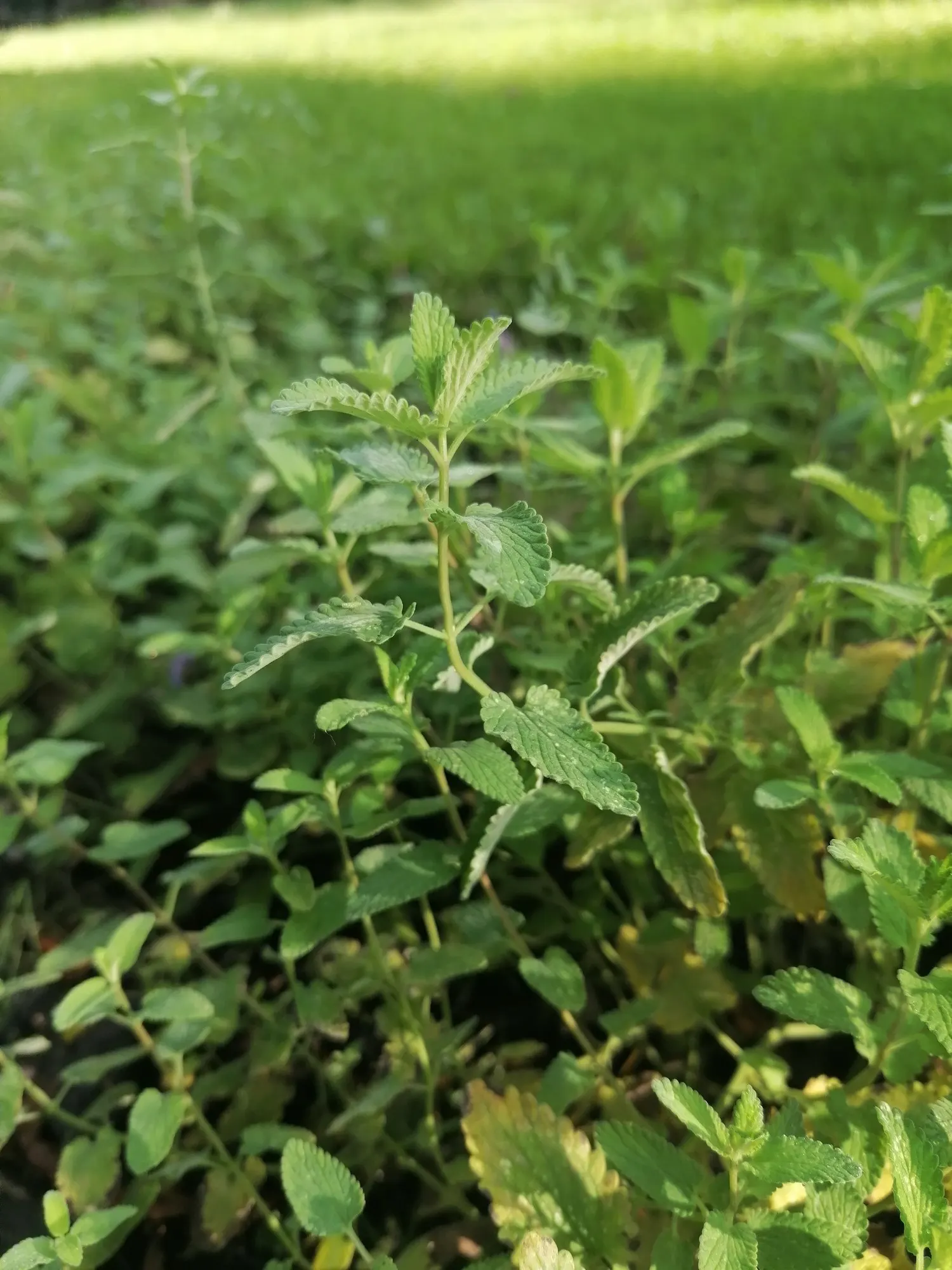 'Kit Kat' Catmint (Nepeta X Faassenii 'Kit Kat') — lavender-blue blooms atop fine