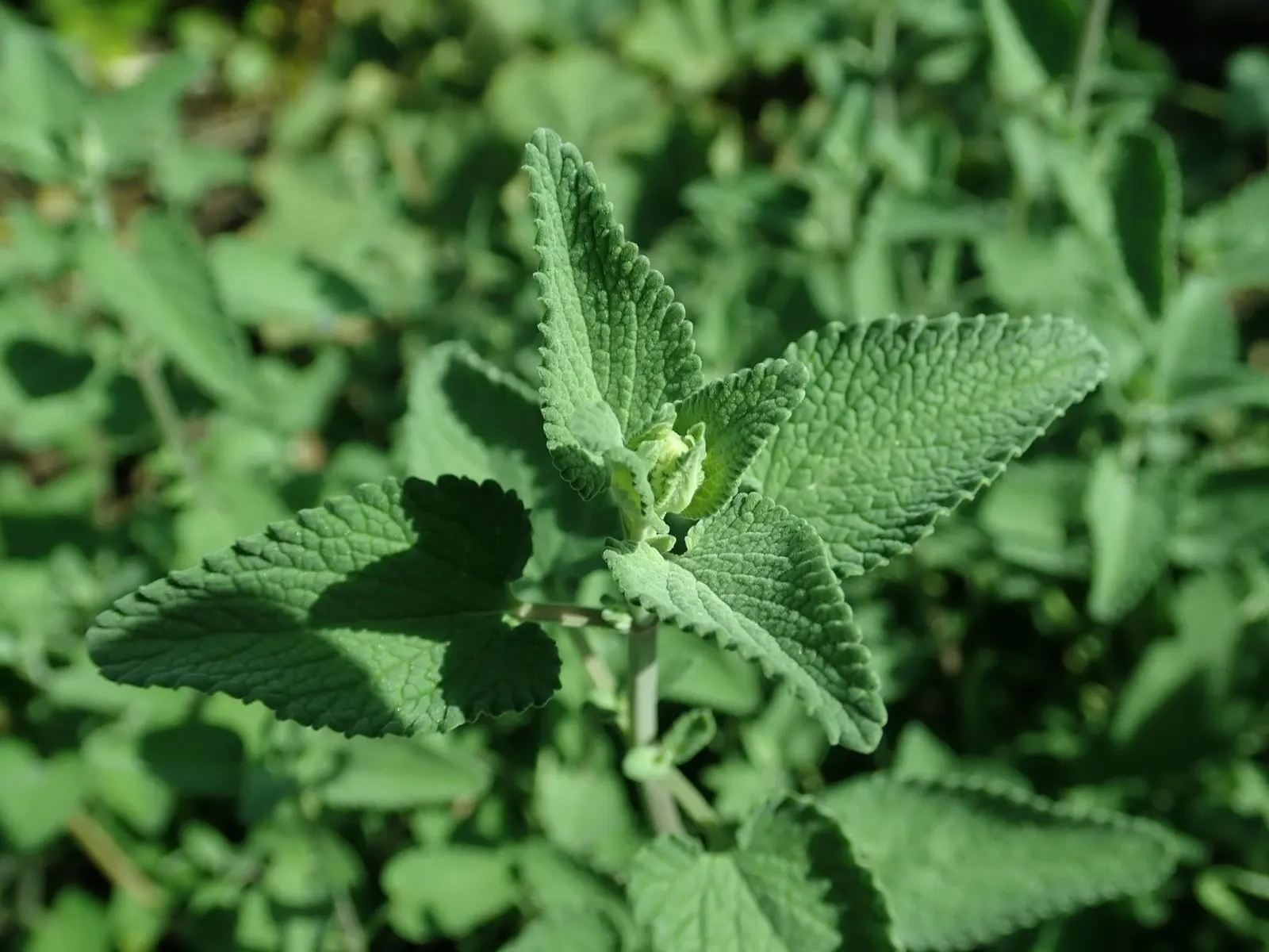 'Kit Kat' Catmint (Nepeta X Faassenii 'Kit Kat') — reaches approximately 18 inches in width and 10 to 12 inches in height