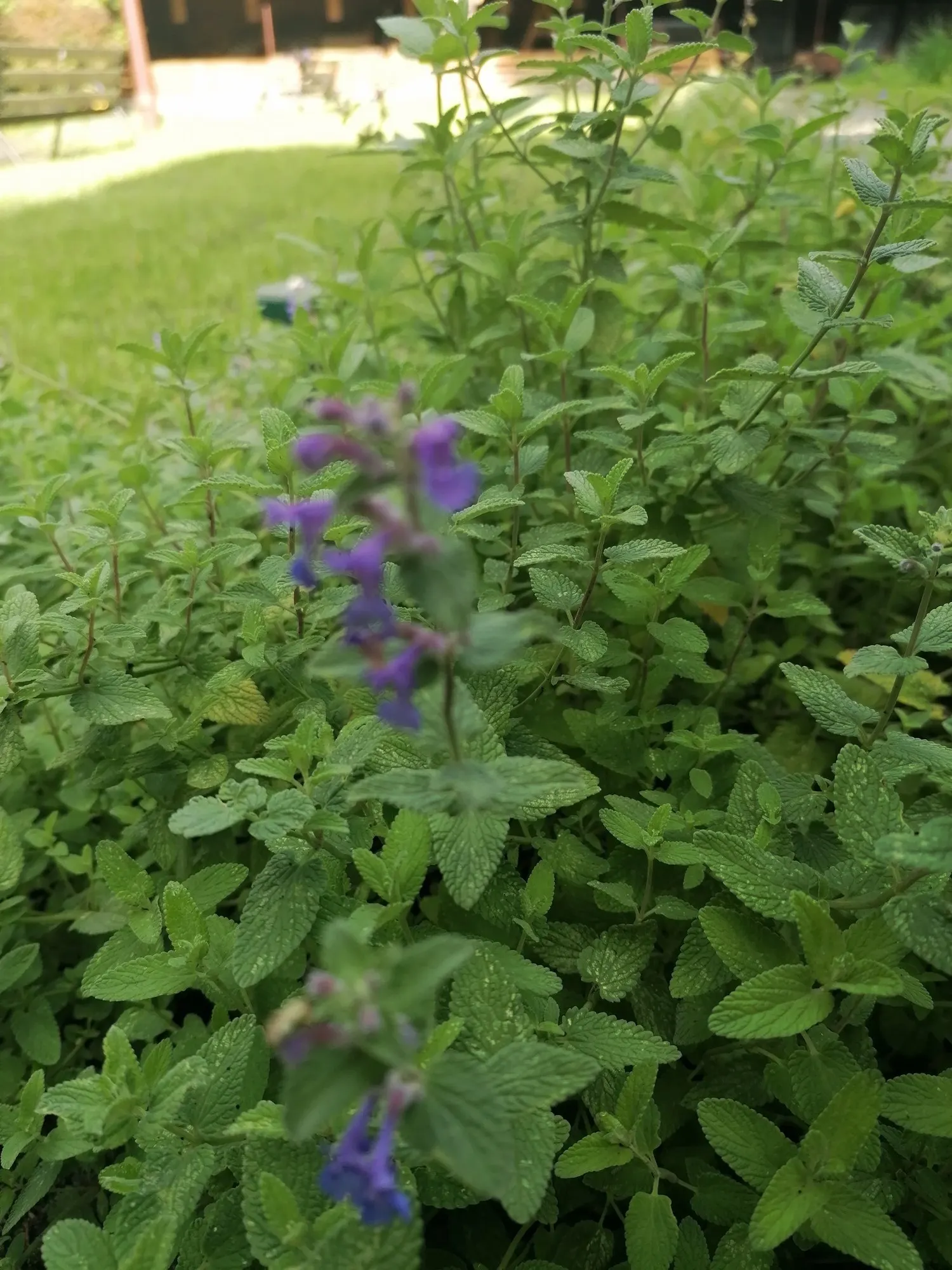 'Kit Kat' Catmint (Nepeta X Faassenii 'Kit Kat') — it blooms from late spring through early fall