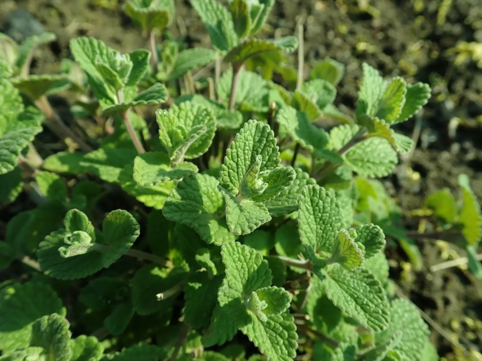'Kit Kat' Catmint (Nepeta X Faassenii 'Kit Kat') — providing extended interest in hardiness zones 3-8