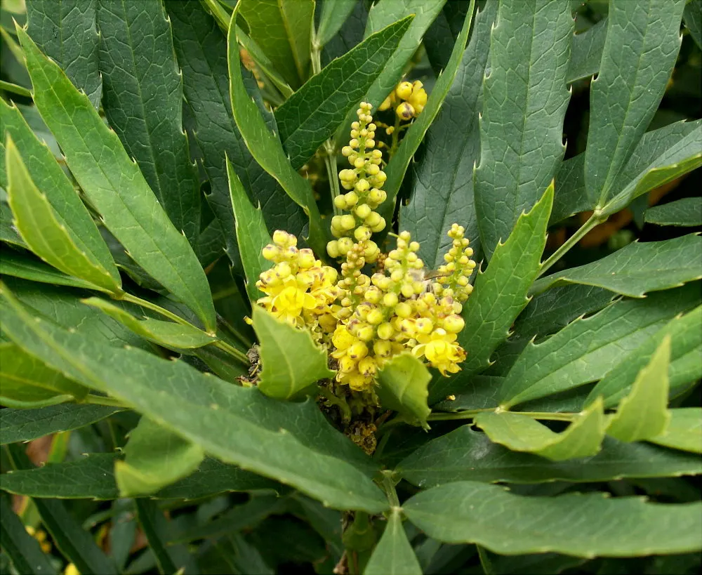 Chinese Mahonia (Mahonia Fortunei) — is a resilient and visually striking evergreen shrub