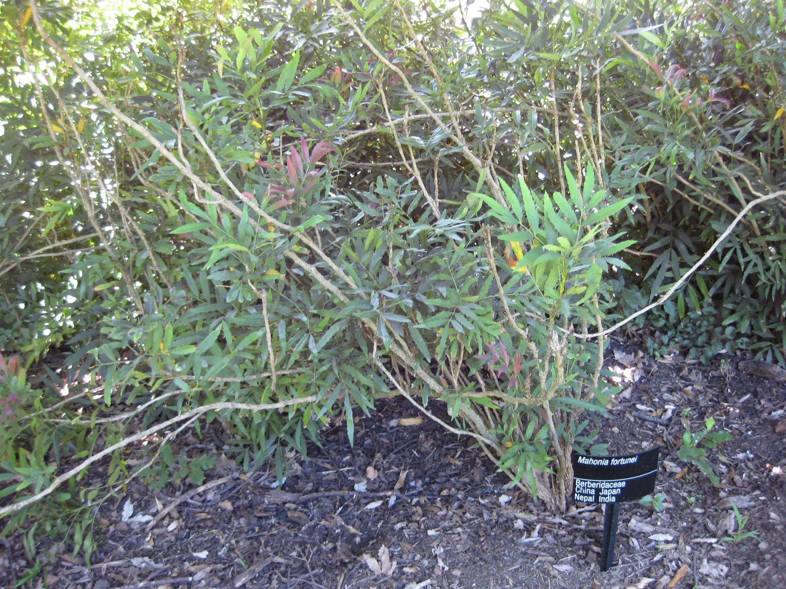 Chinese Mahonia (Mahonia Fortunei) — with each leaf composed of 5 to 9 leaflets