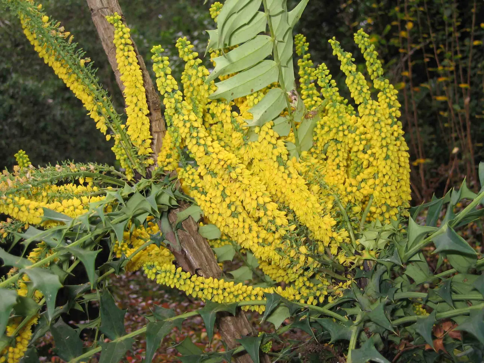 Chinese Mahonia (Mahonia Fortunei) — pinnate foliage that reaches up to 4 feet in height and spread