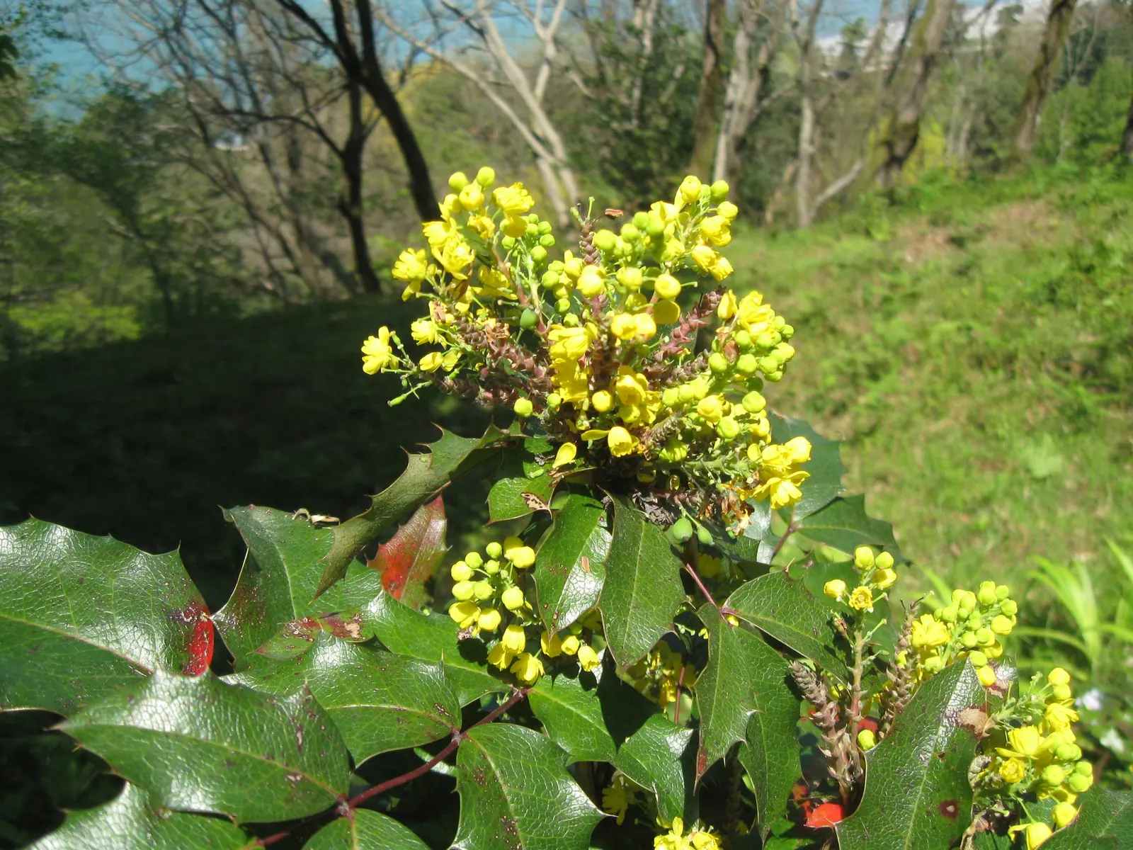 Chinese Mahonia (Mahonia Fortunei) — These are not just decorative; they serve as a food source for birds