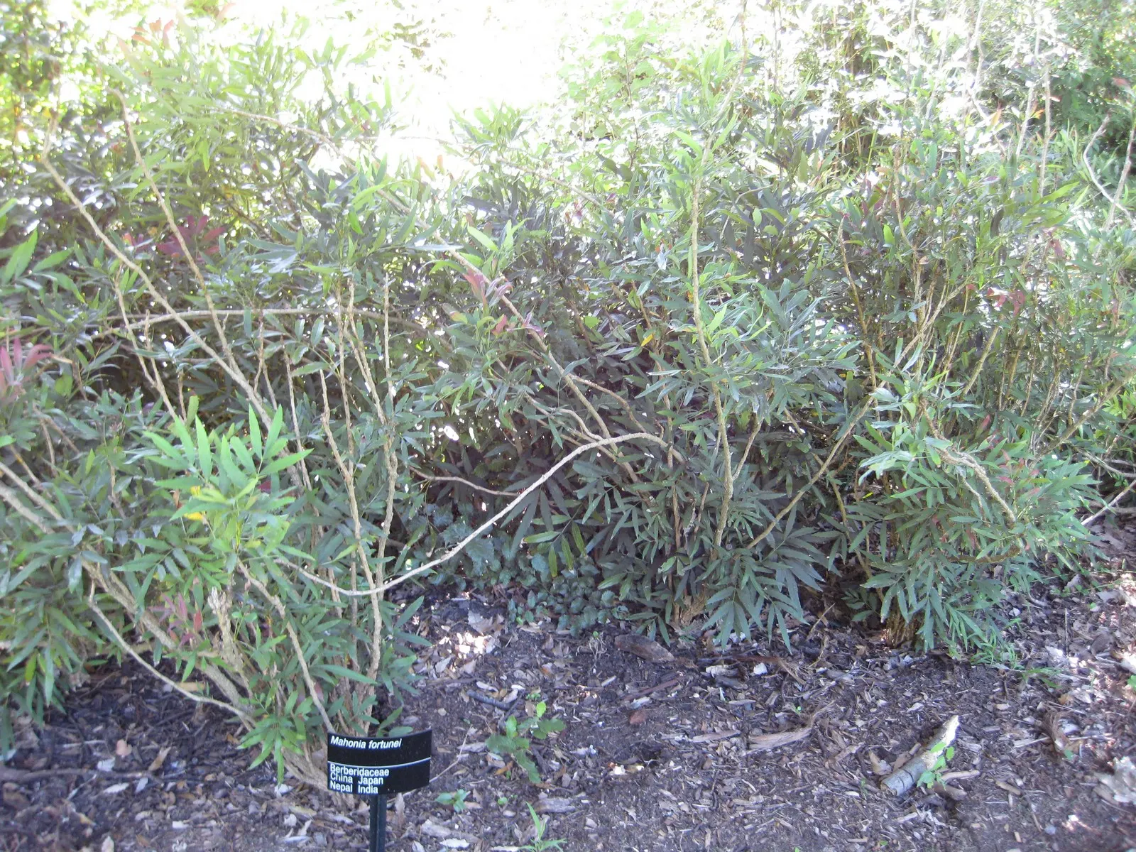 Chinese Mahonia (Mahonia Fortunei) — The foliage boasts a leathery texture and a deep