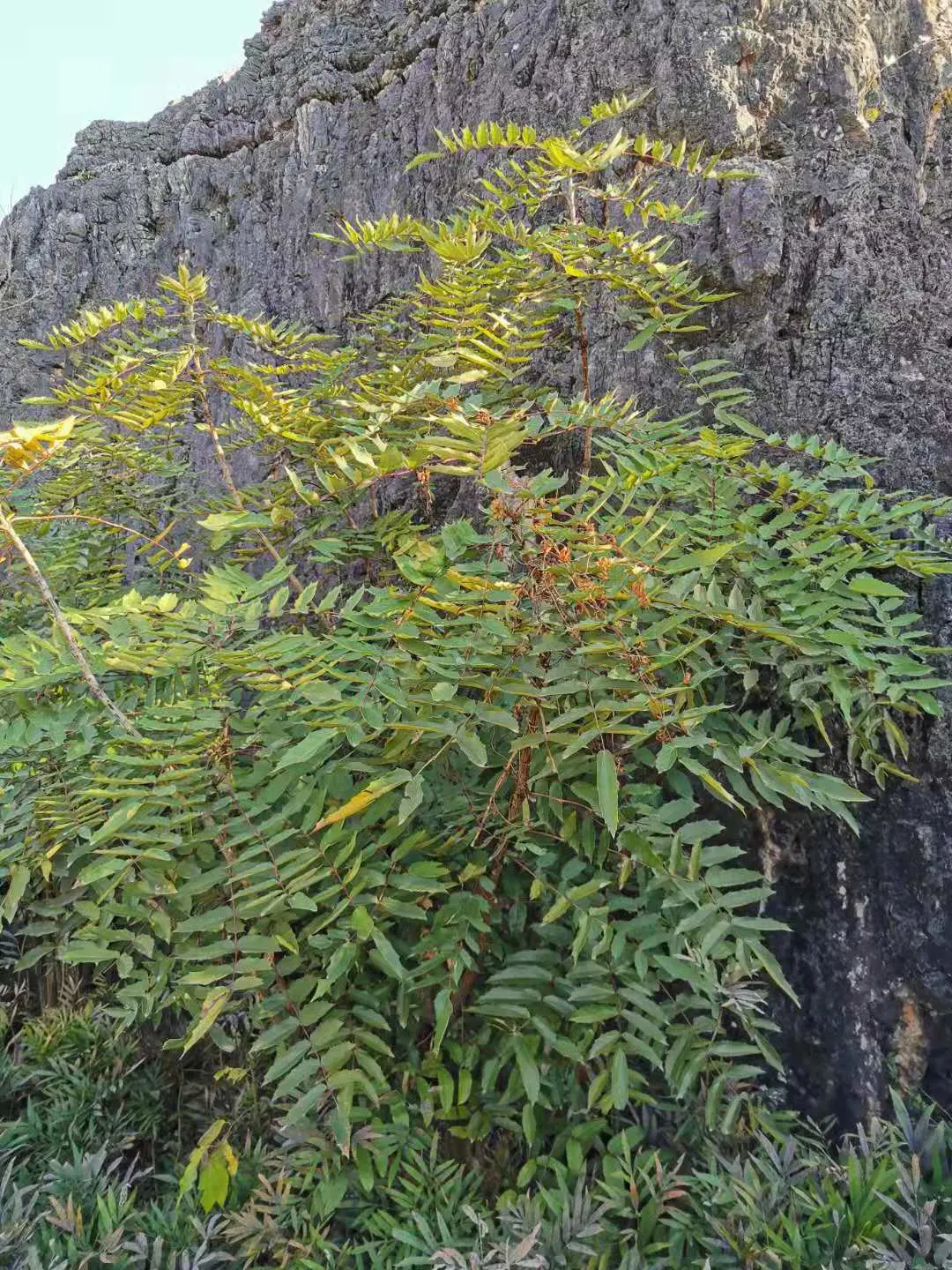 Chinese Mahonia (Mahonia Fortunei) — reaching up to 6 inches in length