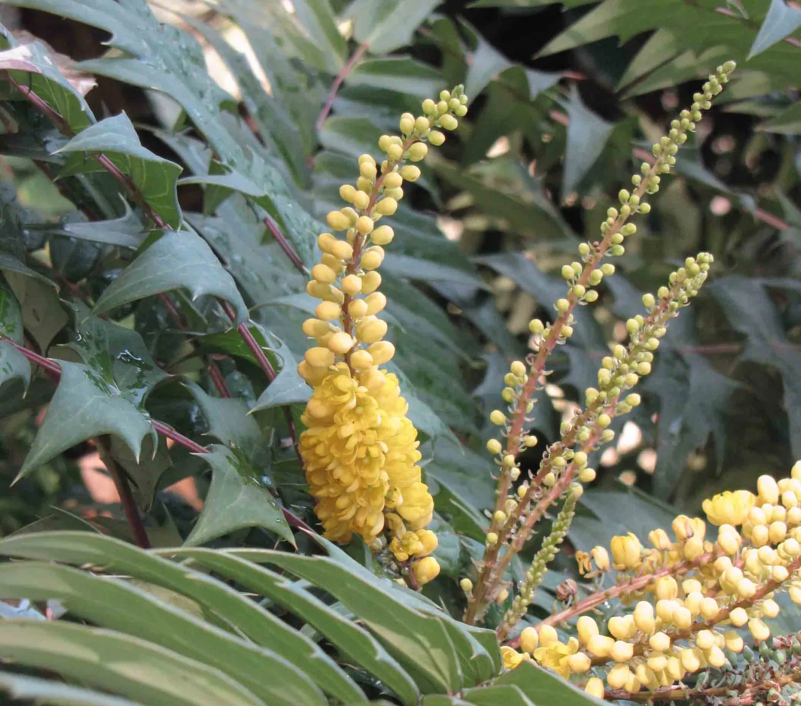 Chinese Mahonia (Mahonia Fortunei) — bringing additional wildlife interest to the garden.<br><br>Typically