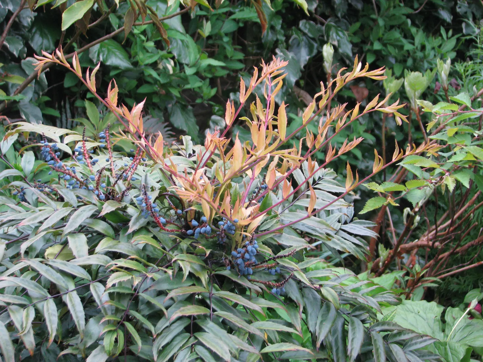 Chinese Mahonia (Mahonia Fortunei) — It thrives in partial shade with well-drained soil