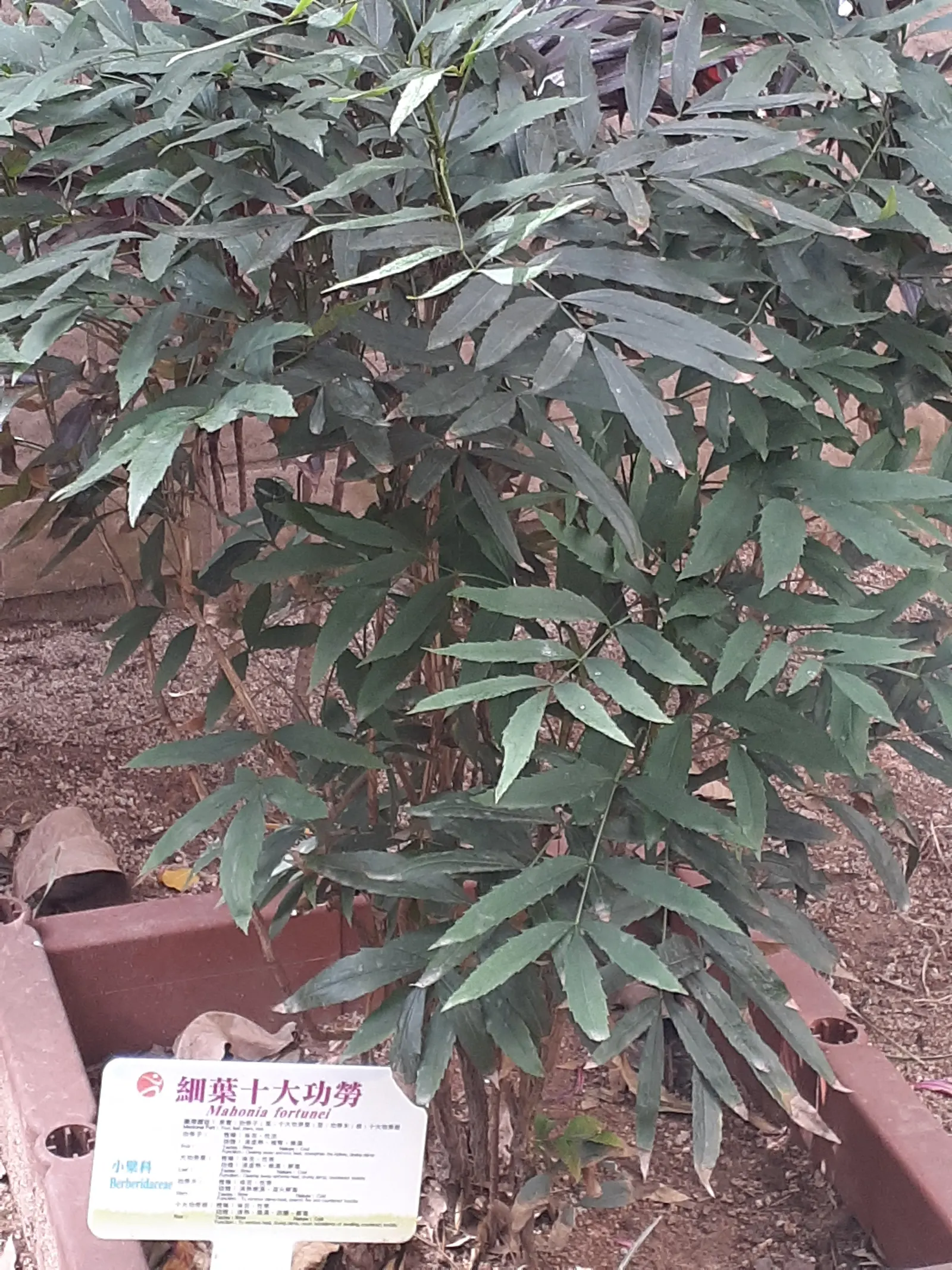 Chinese Mahonia (Mahonia Fortunei) — the Chinese Mahonia graces landscapes with its vibrant and fragrant yellow flower clusters