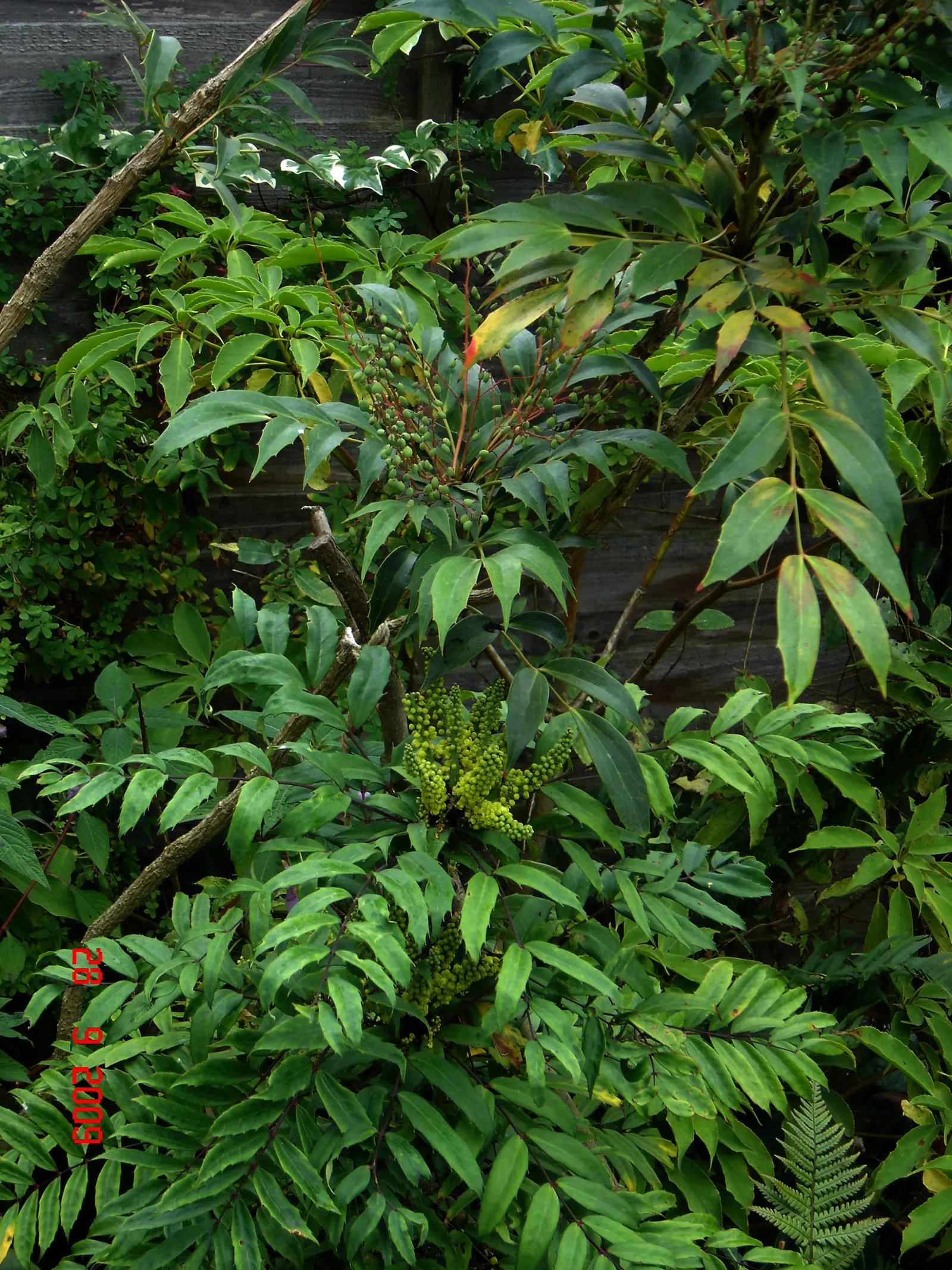 Chinese Mahonia (Mahonia Fortunei) — Vibrant yellow flower racemes bloom in early fall, followed by blue-black berries
