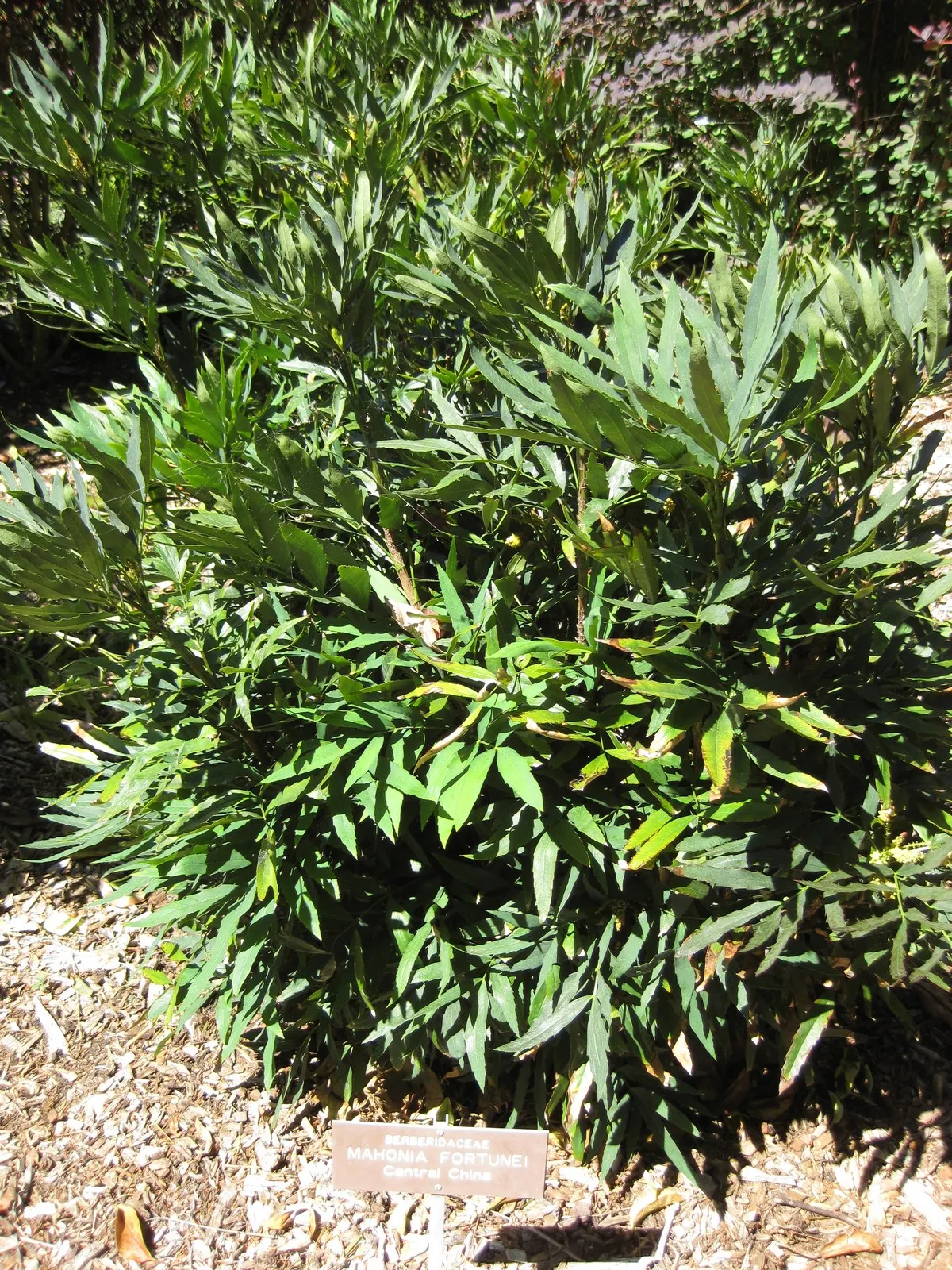 Chinese Mahonia (Mahonia Fortunei) — ideal for those seeking year-round interest in their garden