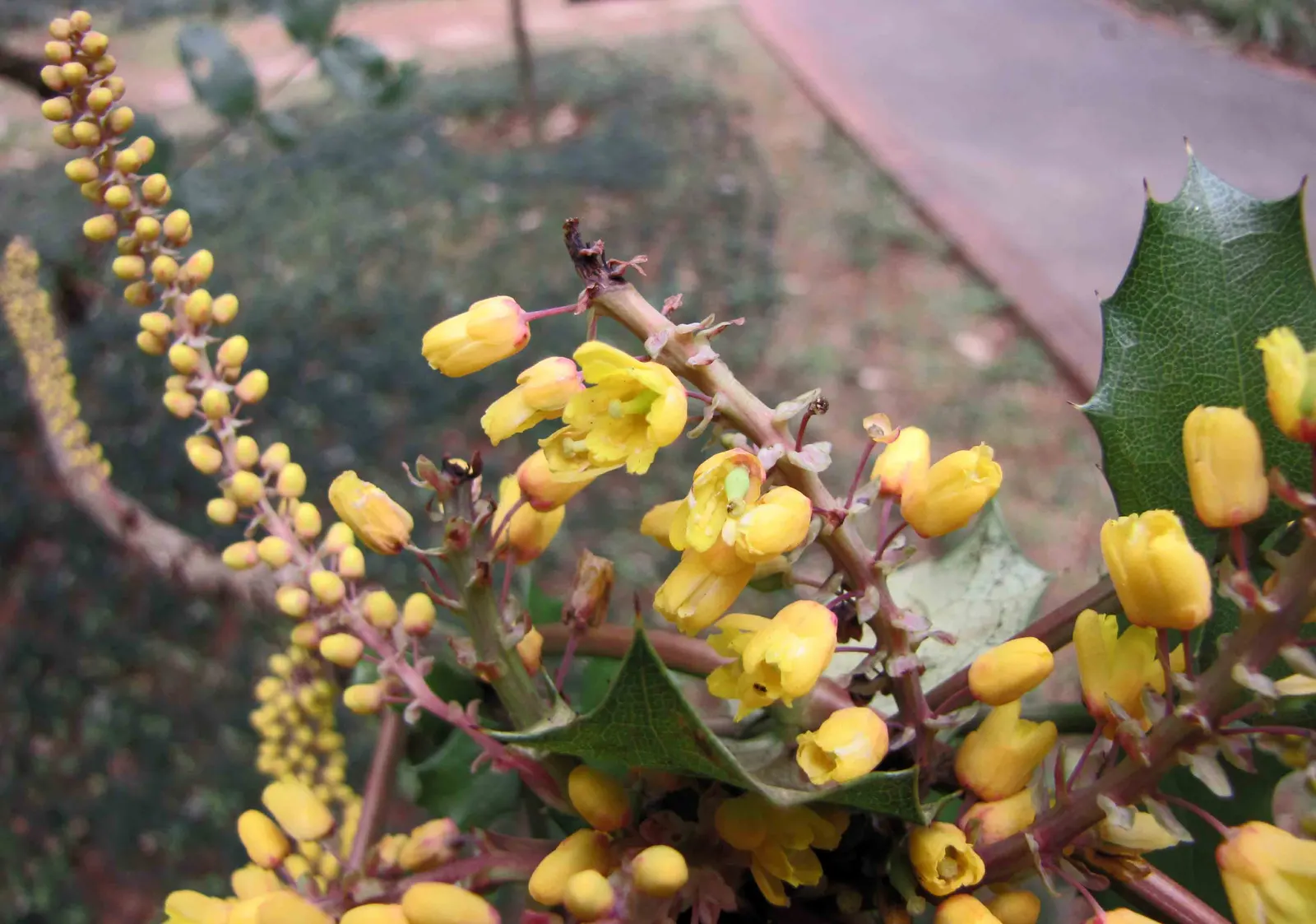 Chinese Mahonia (Mahonia Fortunei) — prized for its finely textured