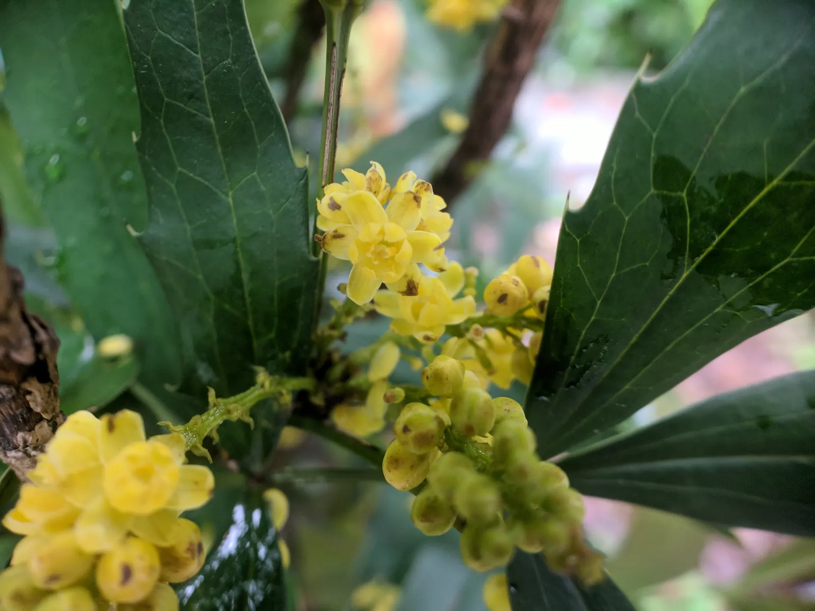 Chinese Mahonia (Mahonia Fortunei) — Hailing from the Asian continent