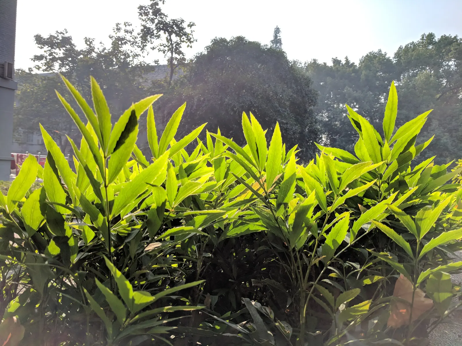 Chinese Mahonia (Mahonia Fortunei) — which can acquire purplish tones during the cooler winter months