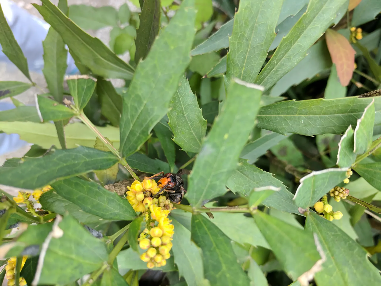 Chinese Mahonia (Mahonia Fortunei) — adding a touch of seasonal color change.<br><br>In the fall