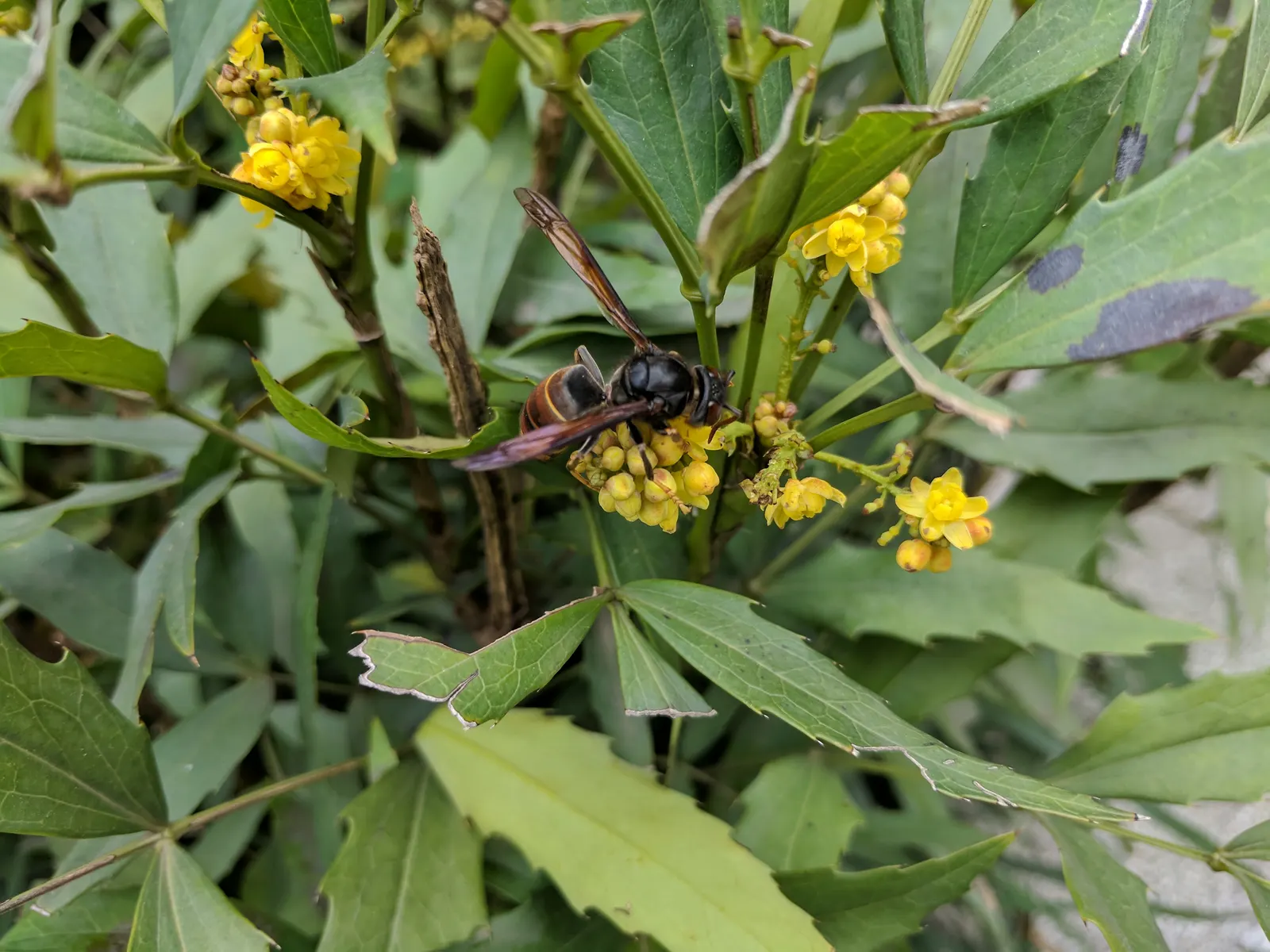 Chinese Mahonia (Mahonia Fortunei) — this species proudly exhibits pinnate leaves that typically measure between 1 to 2 feet in length
