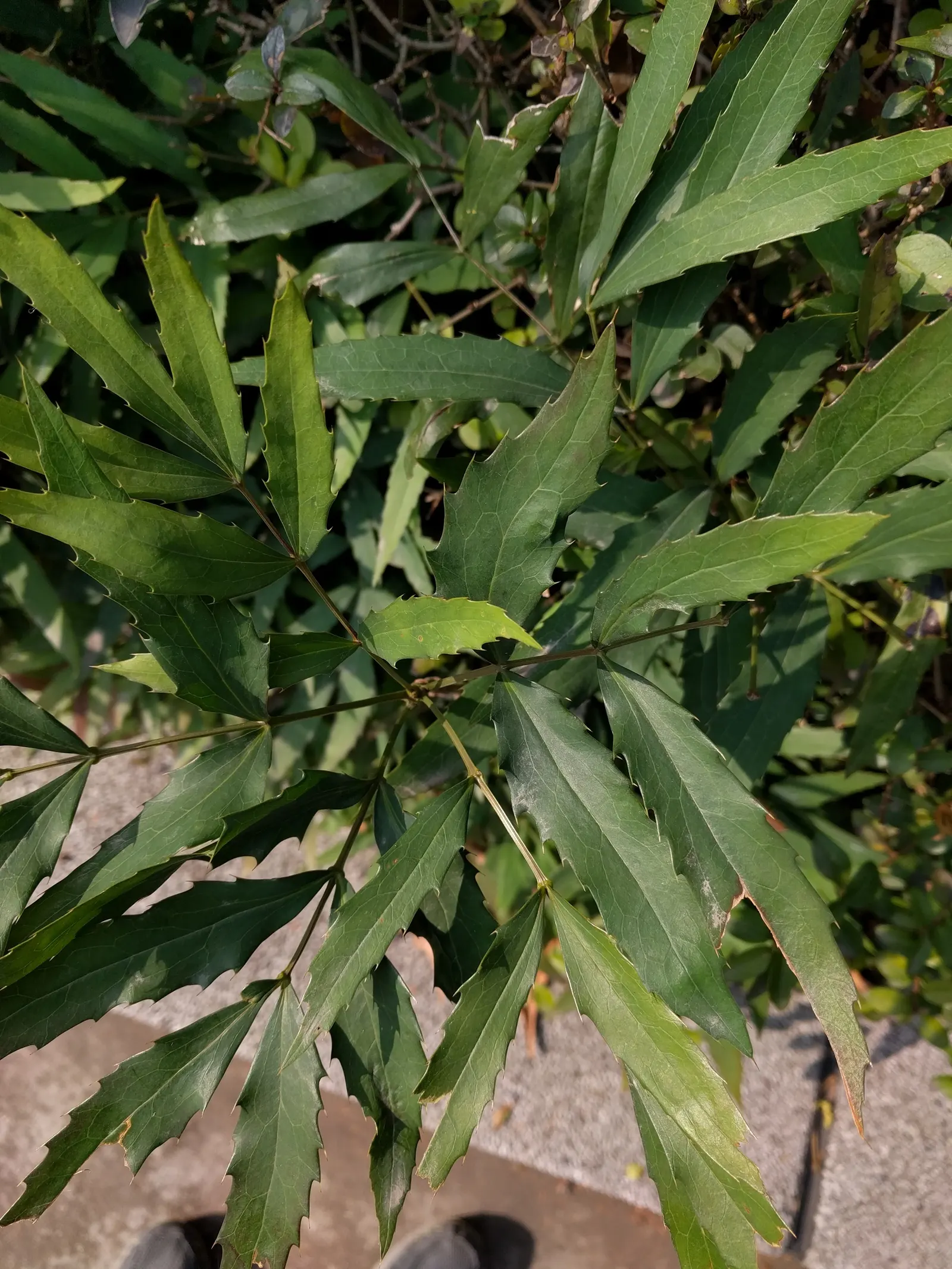 Chinese Mahonia (Mahonia Fortunei) — scientifically known as Mahonia fortunei