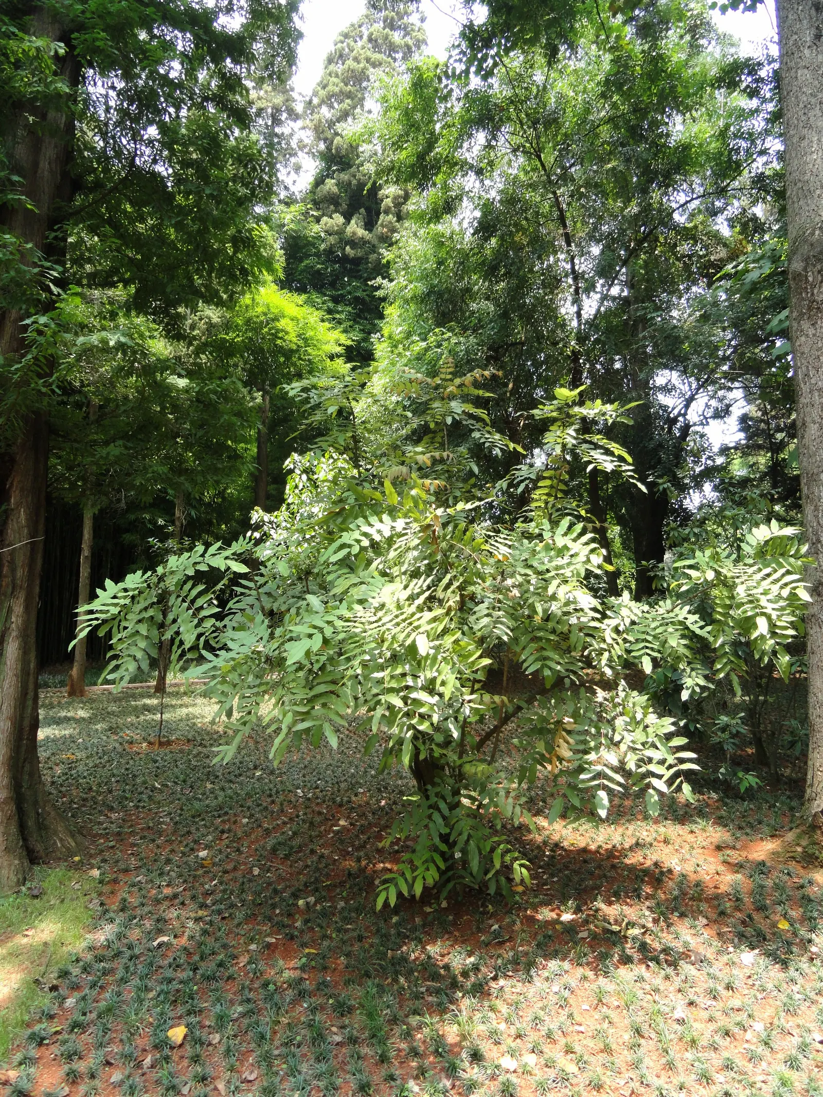 Chinese Mahonia (Mahonia Fortunei) — Ideal for understory plantings or shaded borders, offering year-round interest and low maintenance appeal