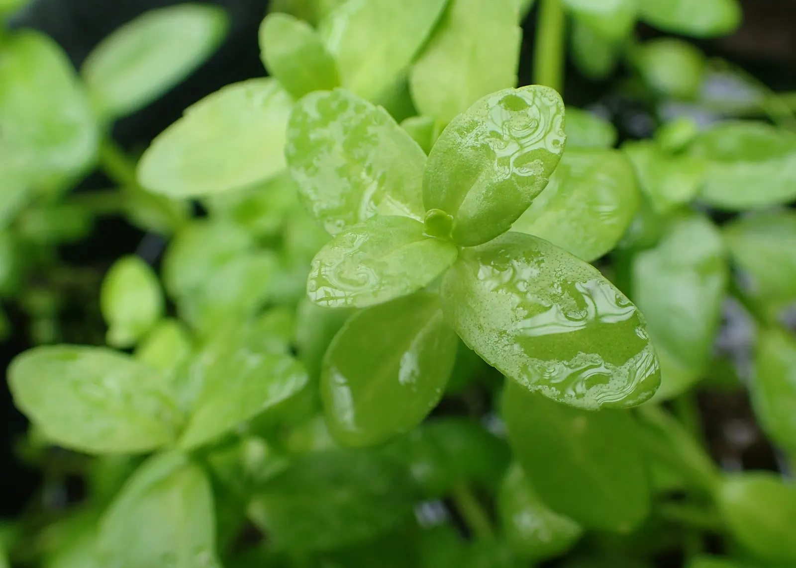 Bacopa (Sutera Cordata 'Snowstorm Blue') — providing a continuous bloom from planting till frost