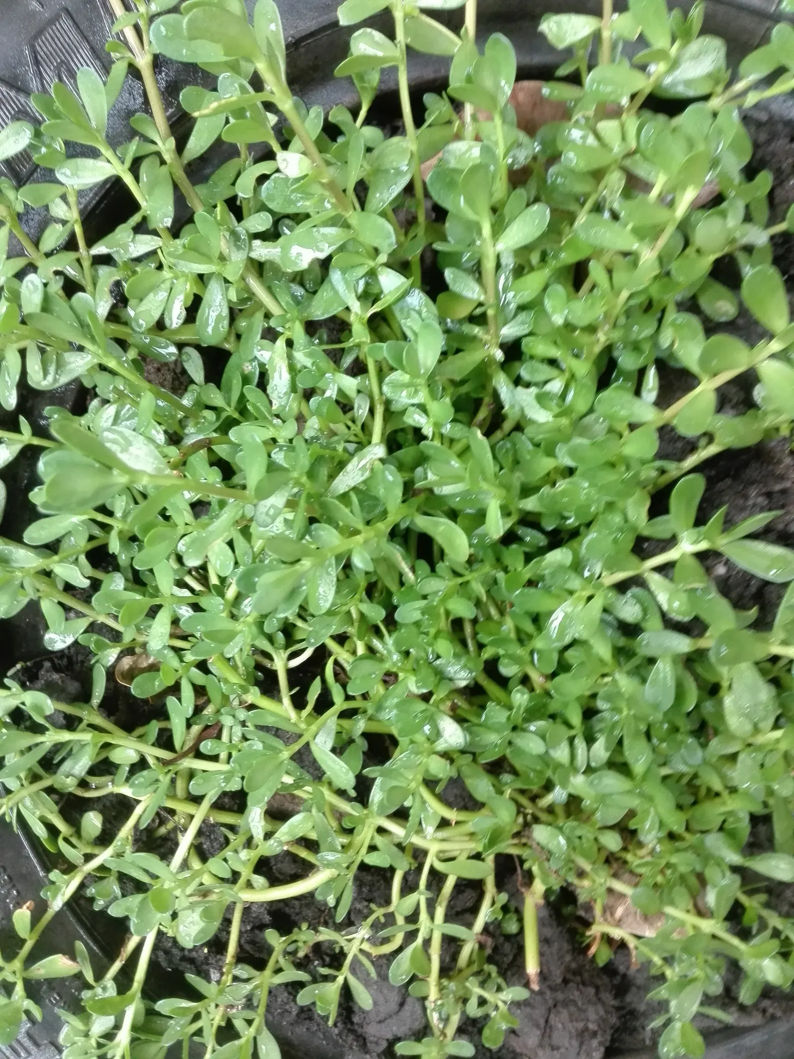 Bacopa (Sutera Cordata 'Snowstorm Blue') — This vigorous plant can spread 18-24 inches and reach a height of 6-8 inches